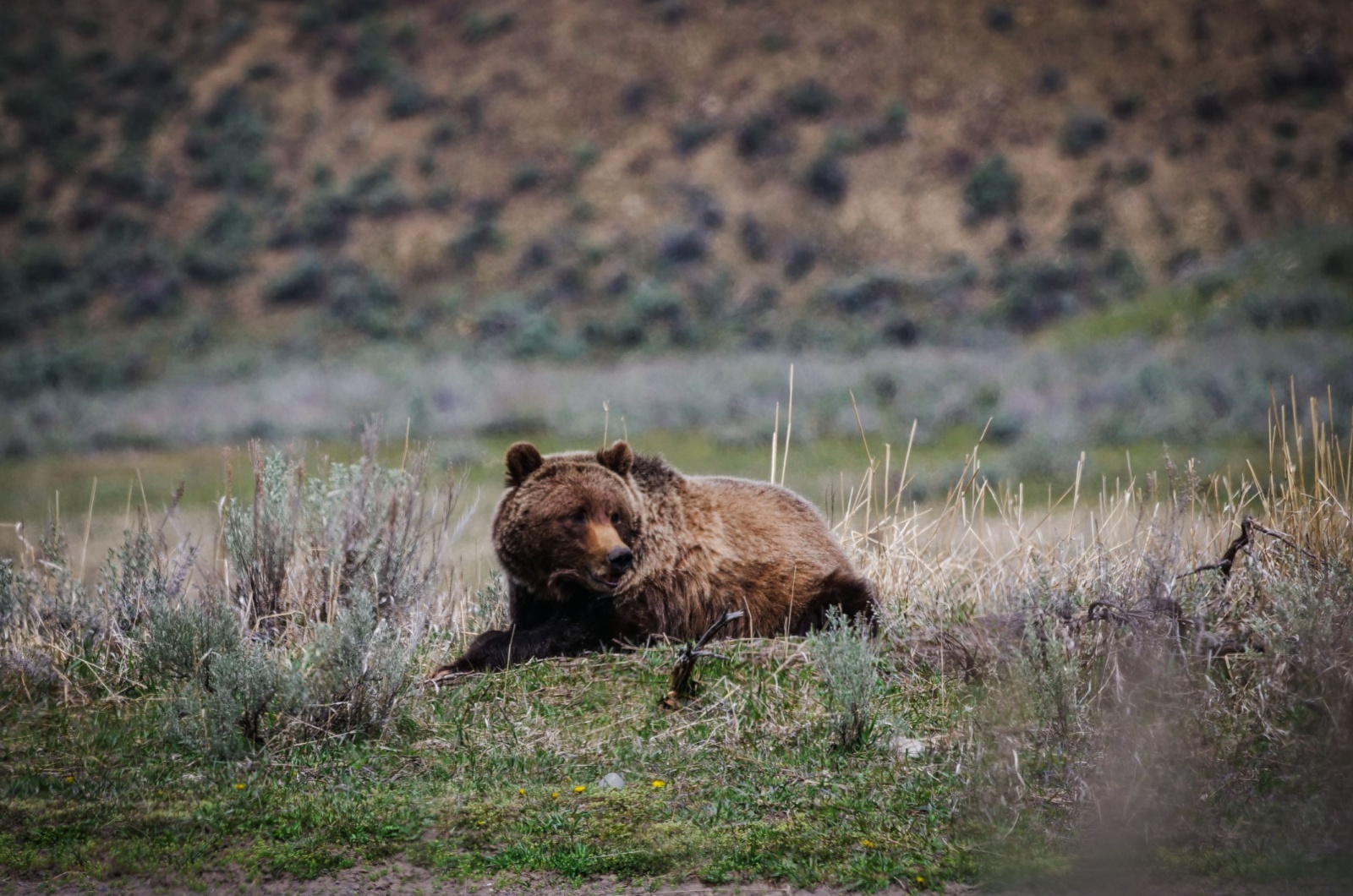 bear lies in the meadow