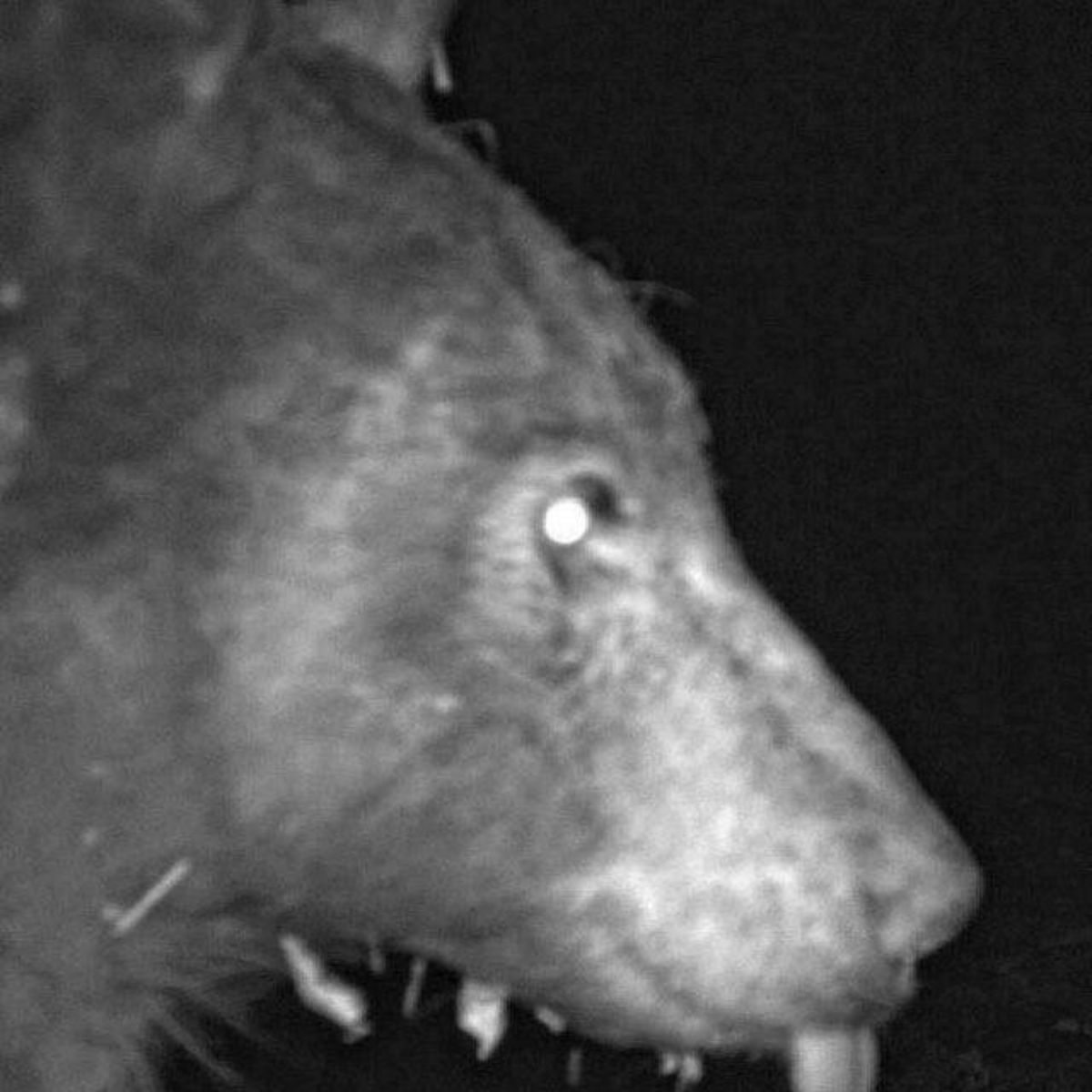 bear selfie