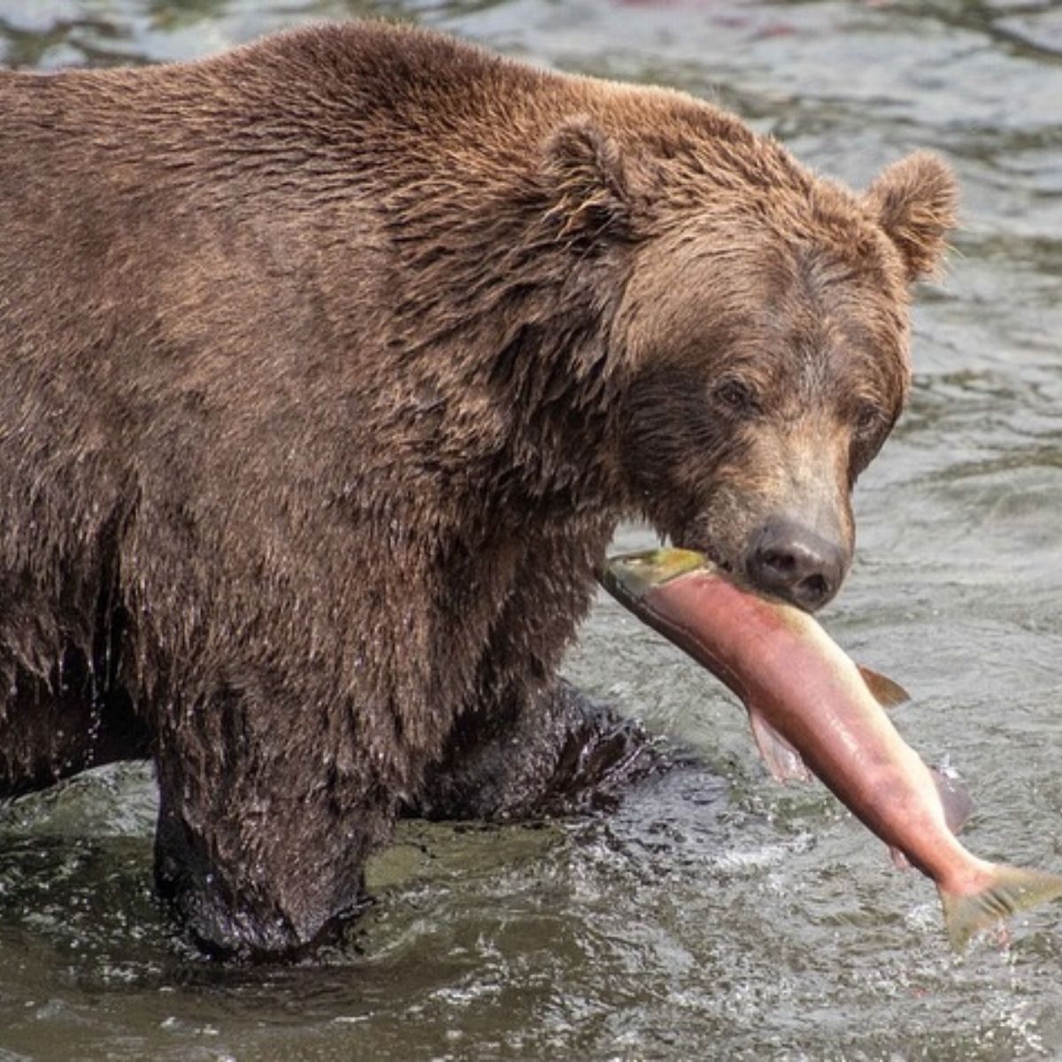 bear with a fish in its mouth