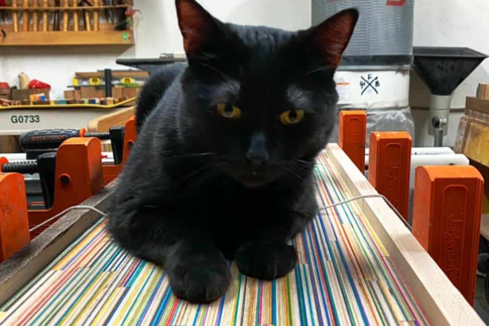 beautiful big black cat