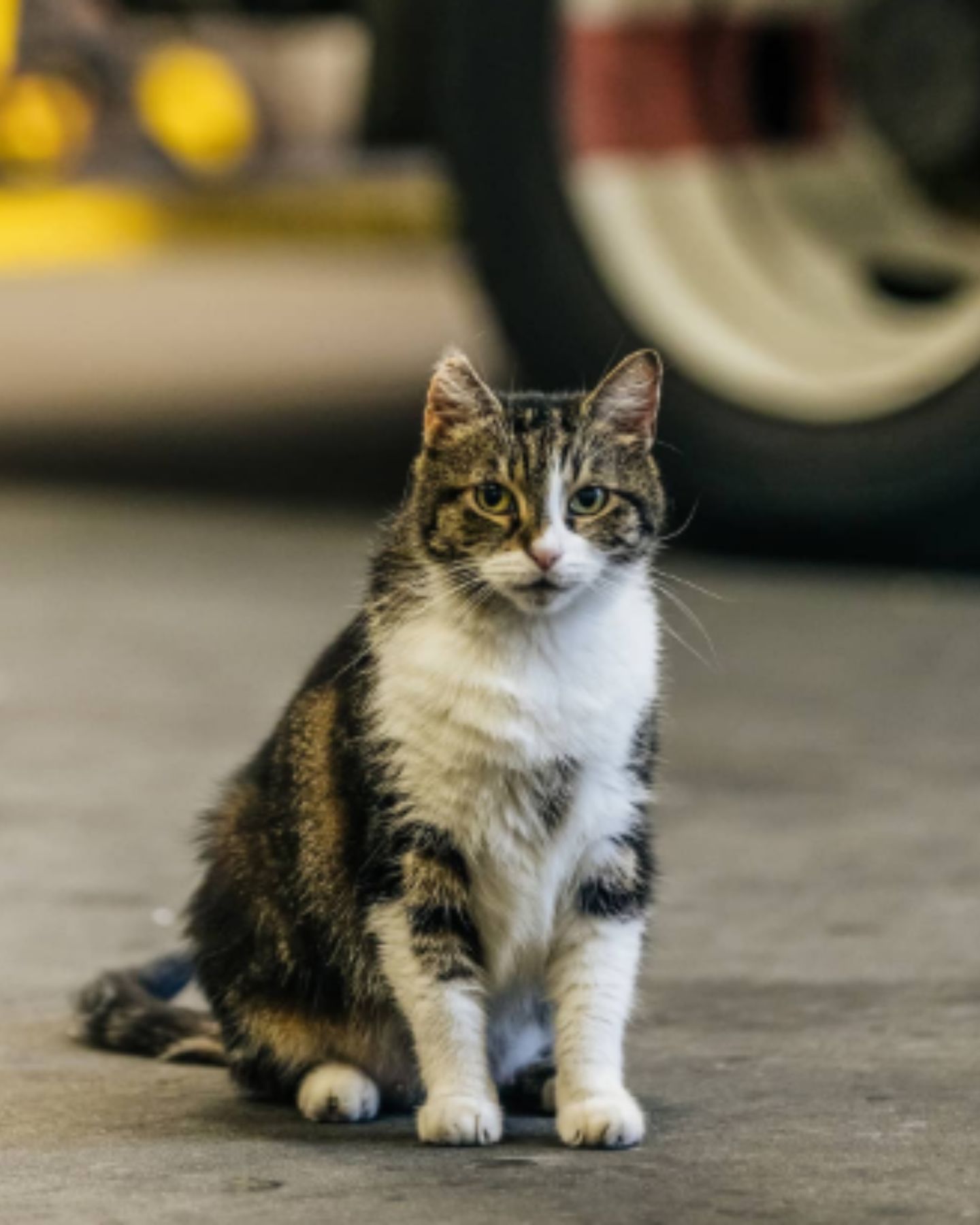 beautiful cat