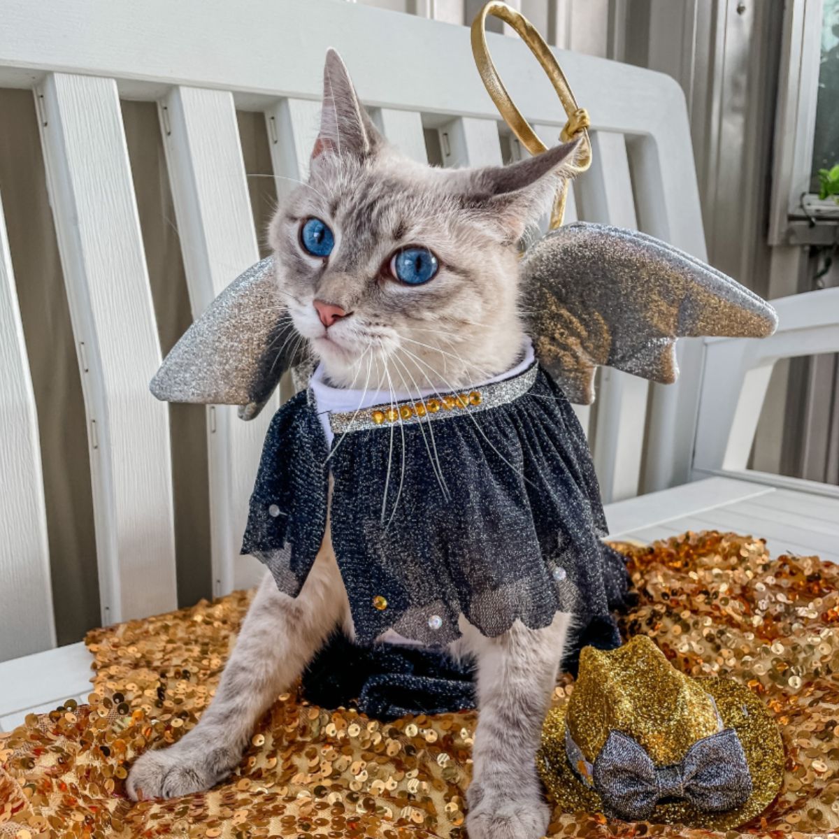 beautiful cat dressed in a costume and posing