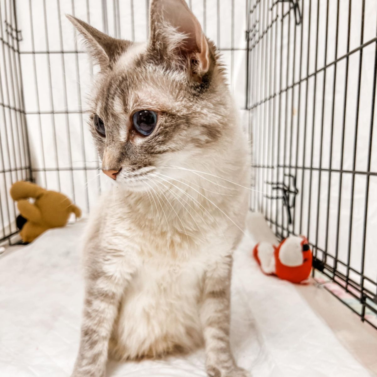 beautiful cat in a cage