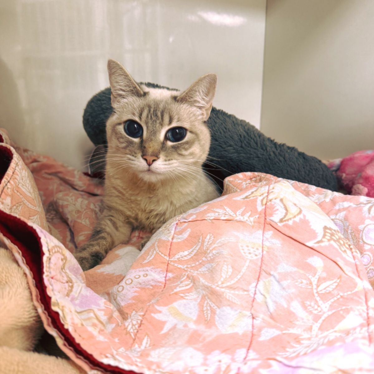 beautiful cat in bed