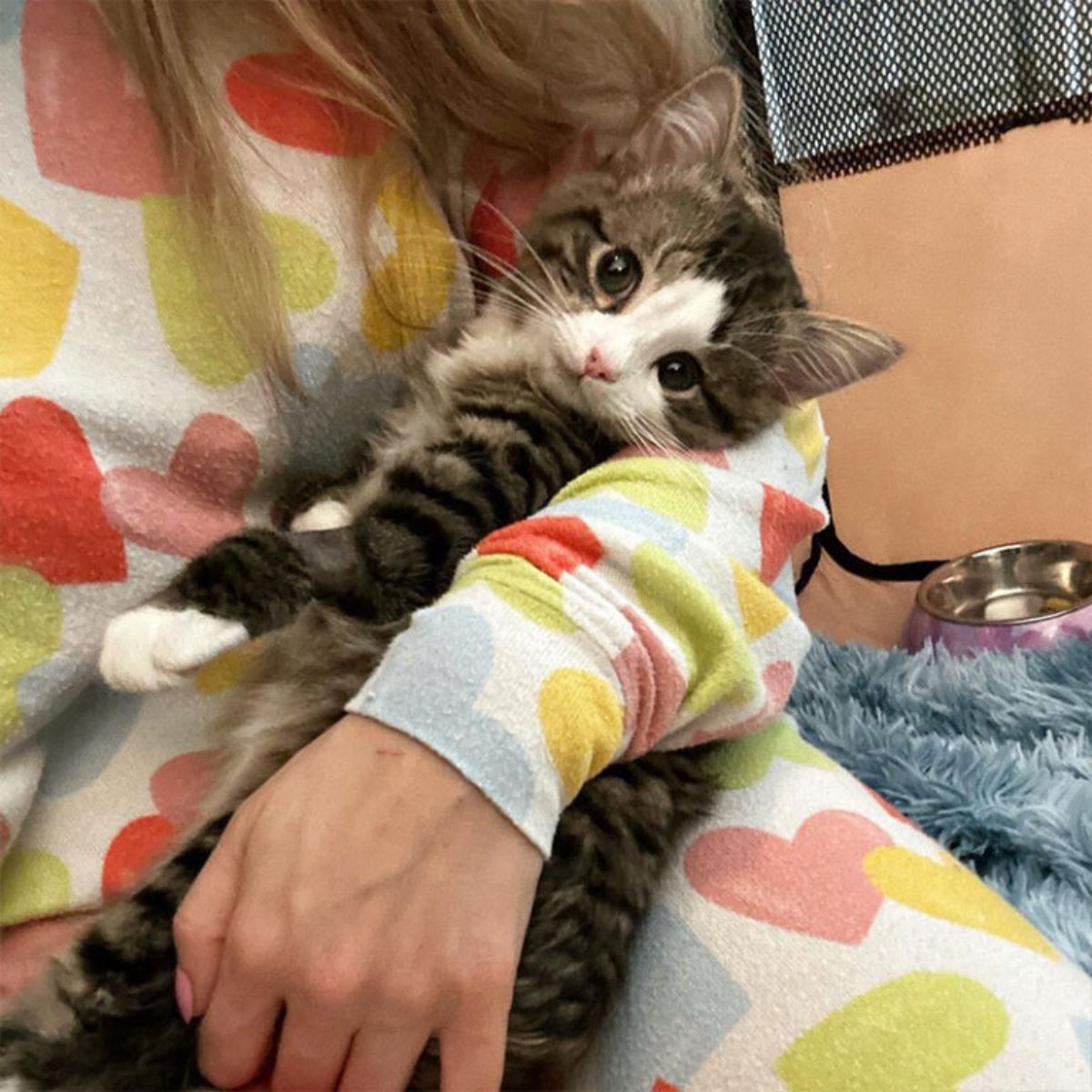beautiful cat in the hands of a woman