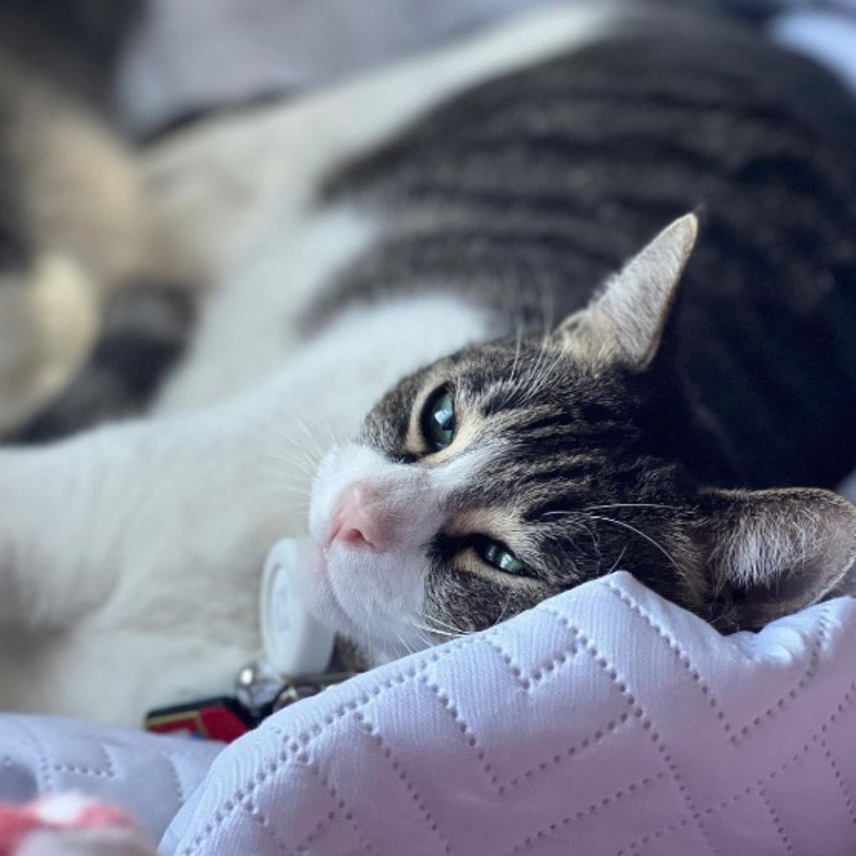 beautiful cat is napping