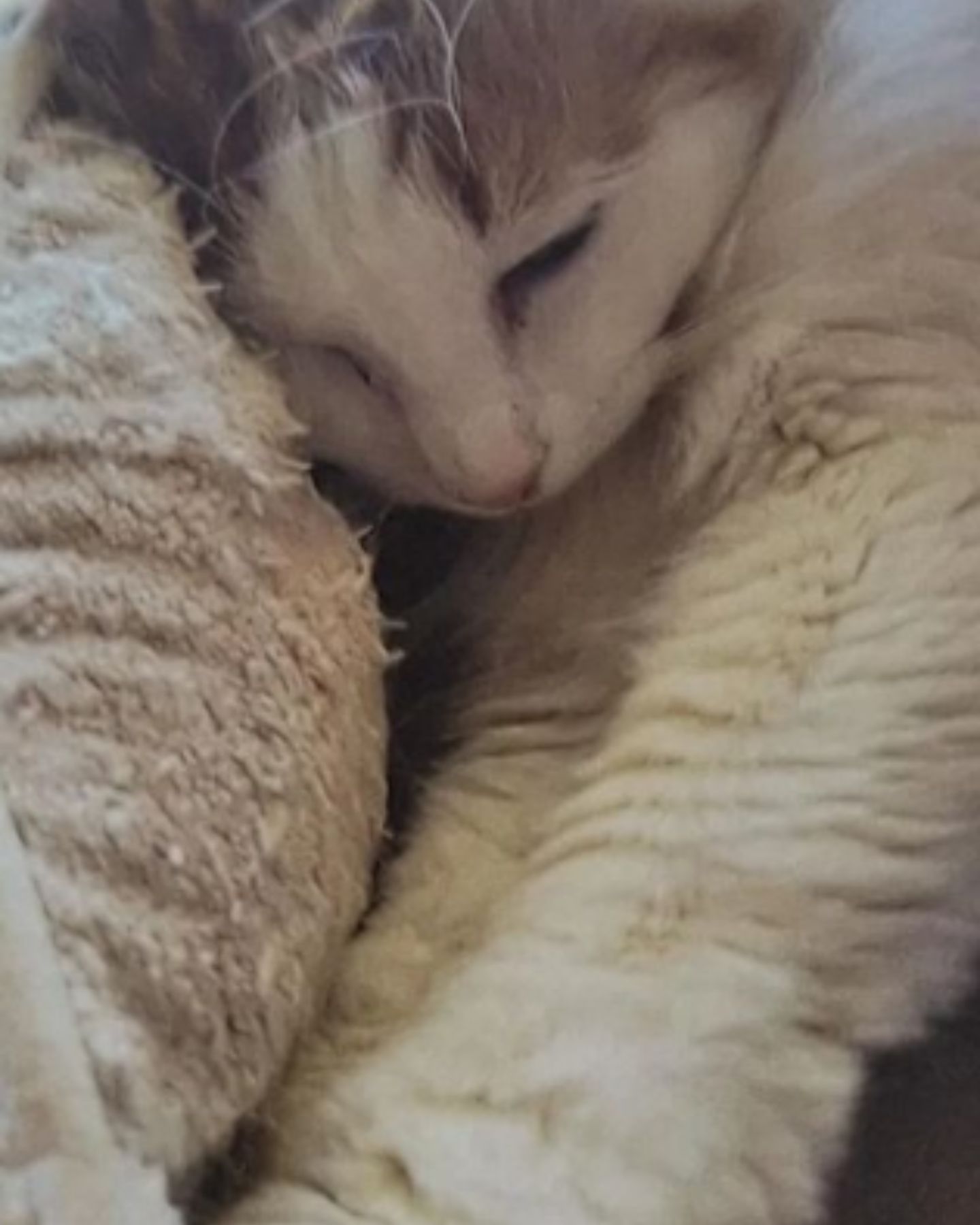 beautiful cat is sleeping