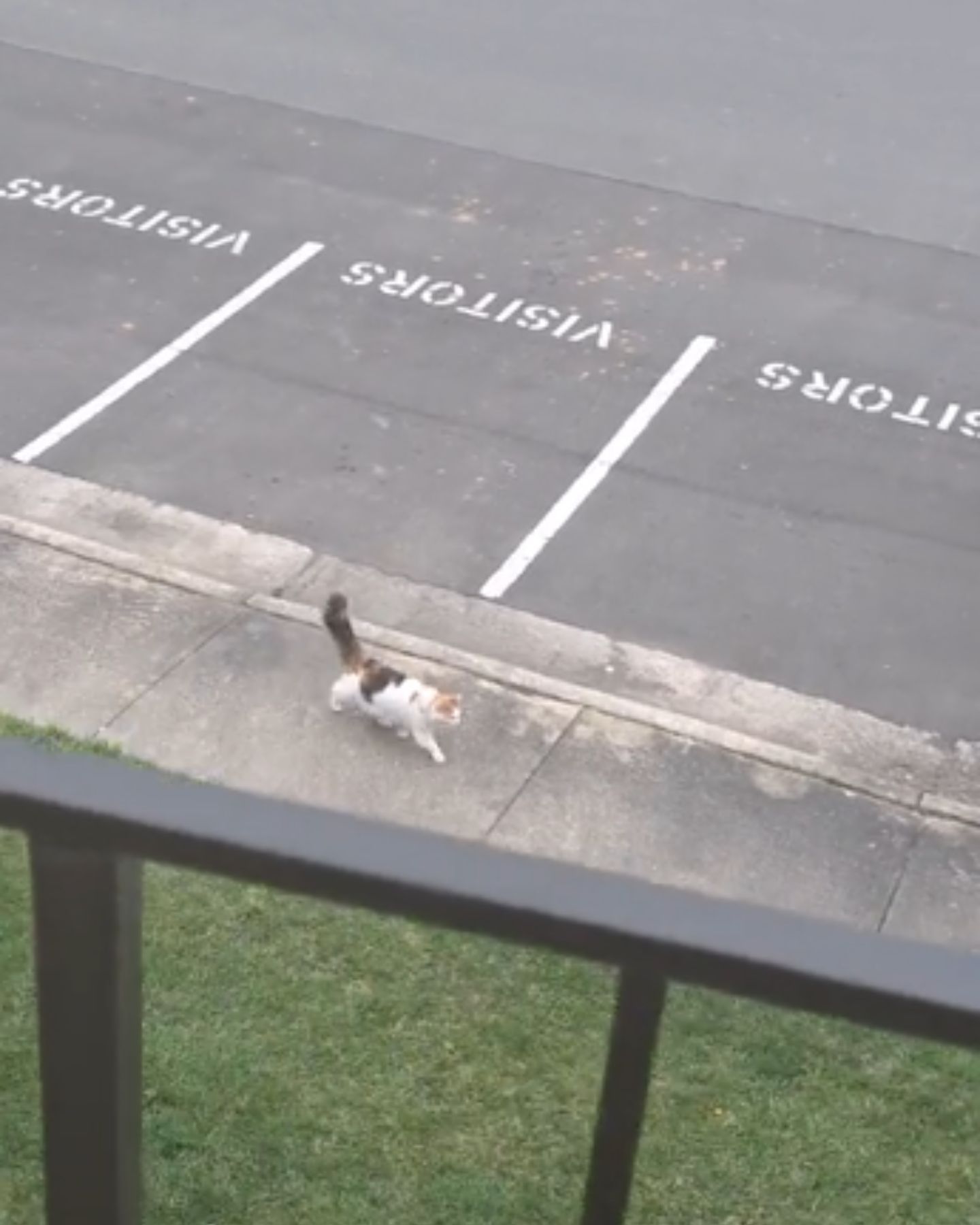 beautiful cat is walking on the road