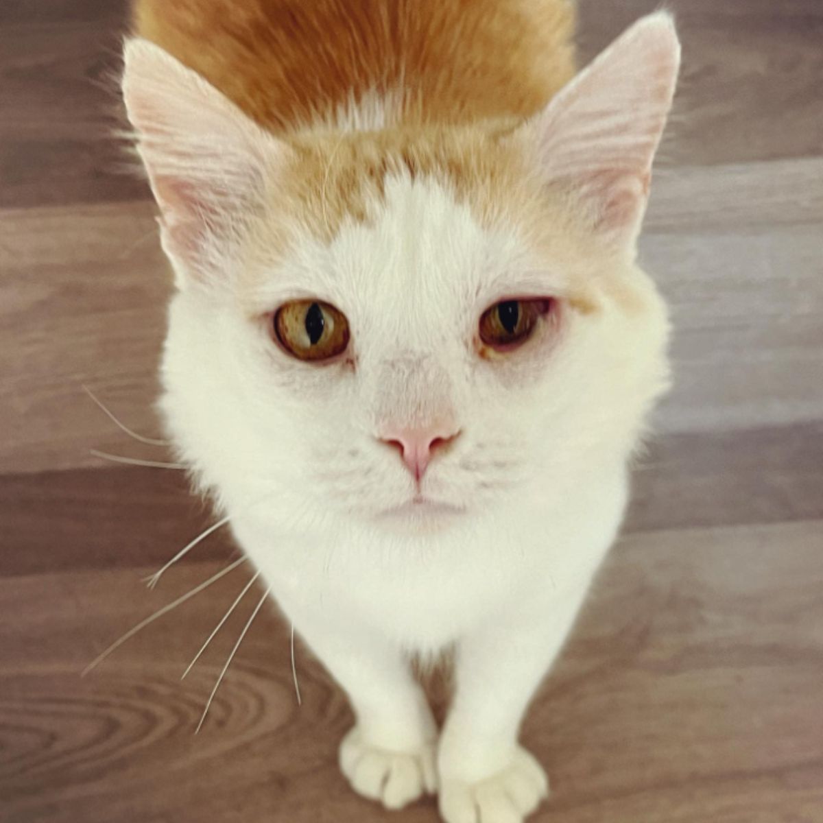 beautiful cat looking at the camera