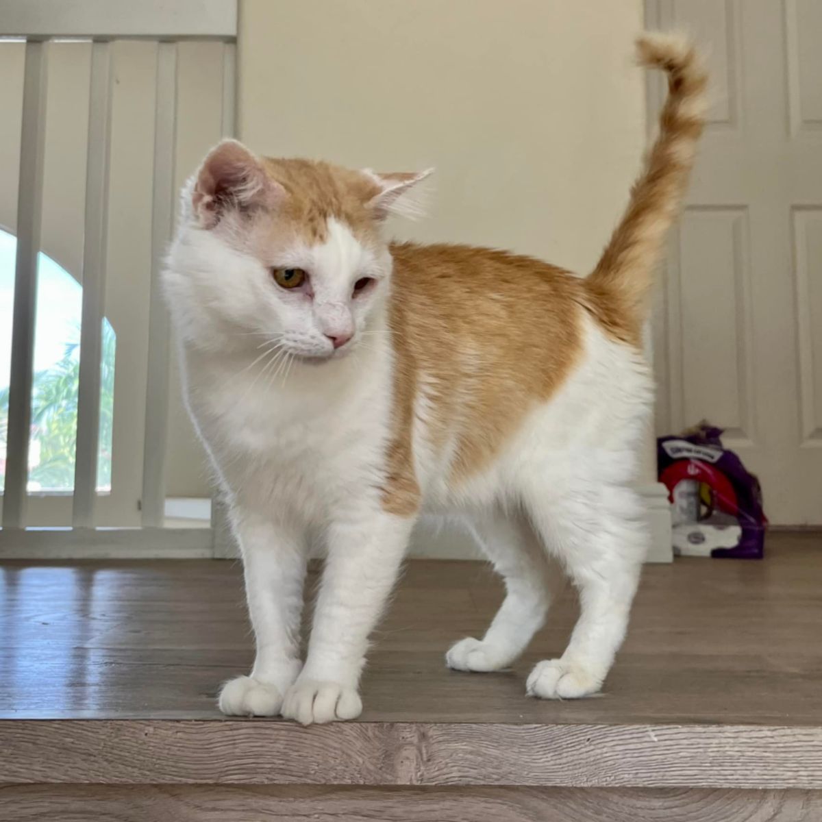 beautiful cat on the stairs