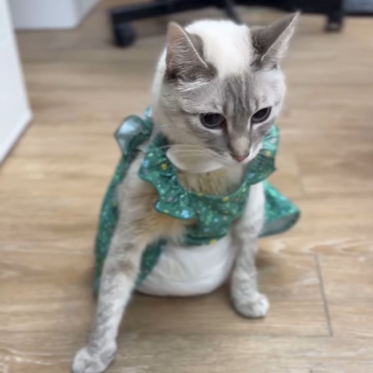beautiful cats in clothes