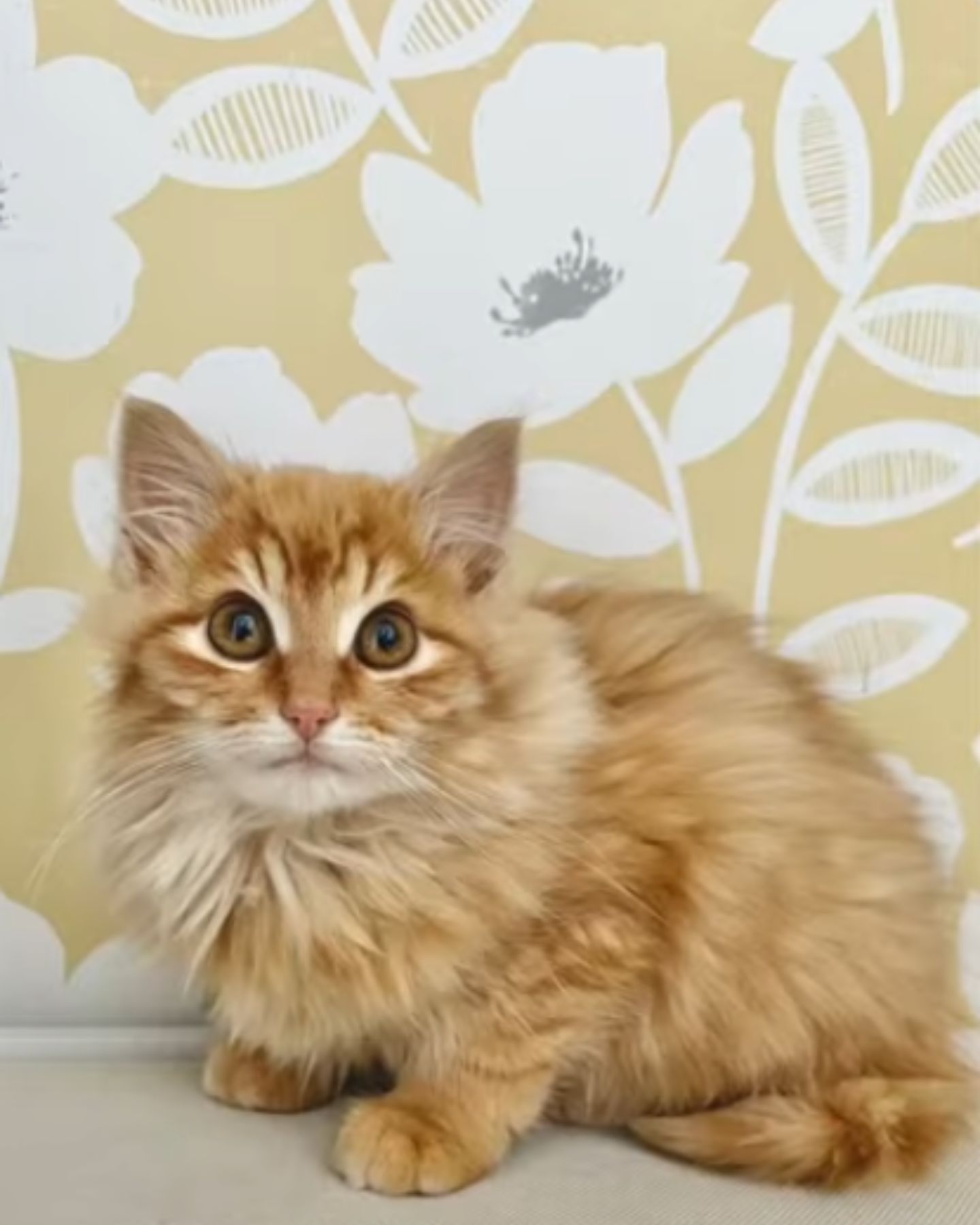 beautiful ginger cat