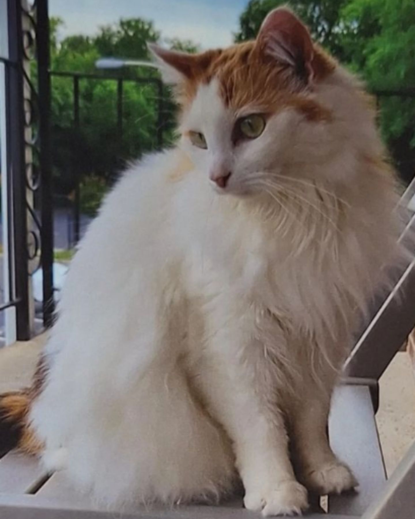 beautiful ginger-white cat