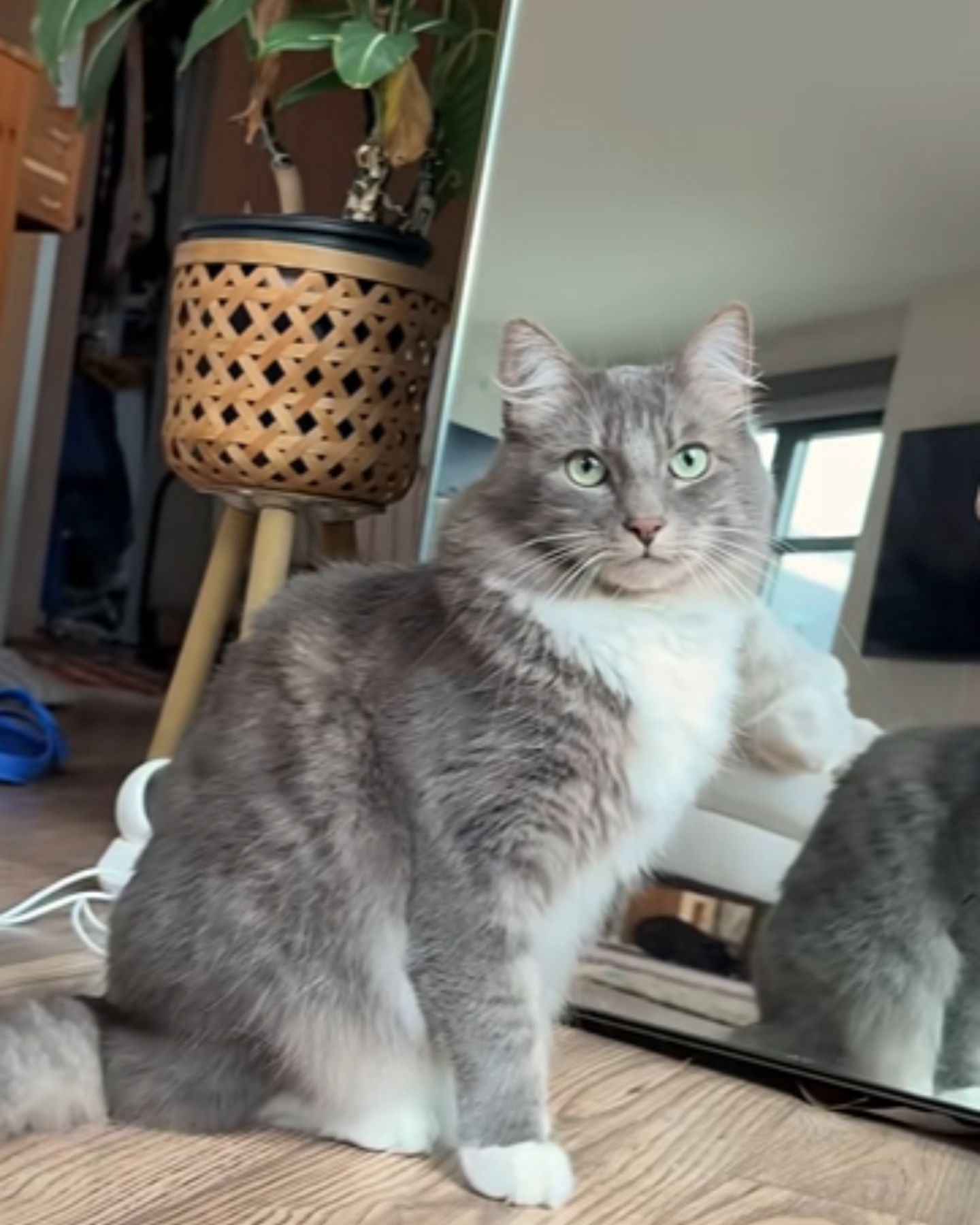 beautiful gray shaggy cat