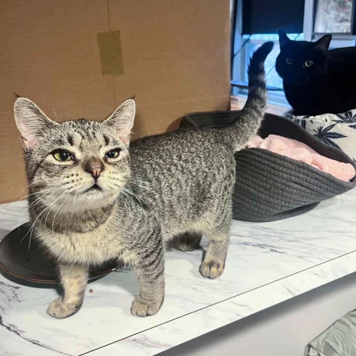 beautiful gray tabby kitten