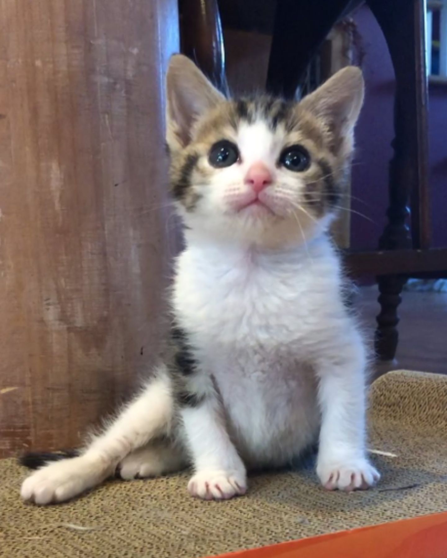  beautiful pure white kitten