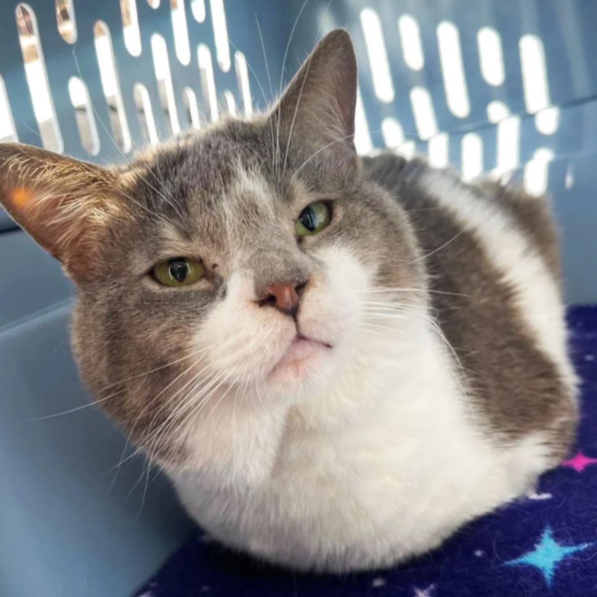 beautiful senior cat in carrier
