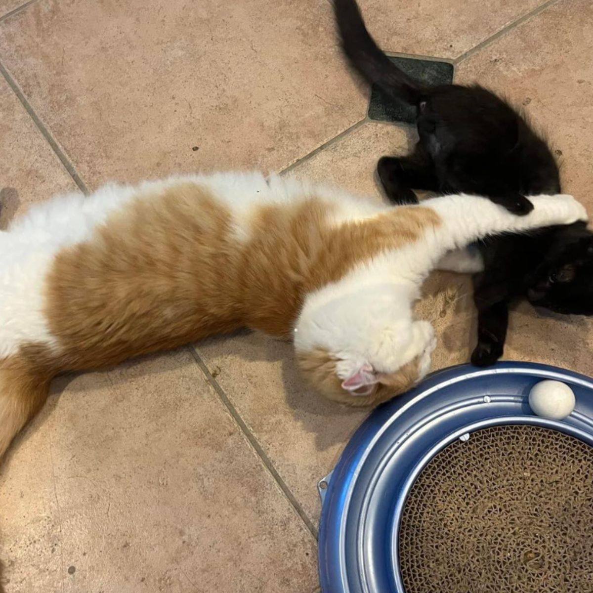 beautiful senior cat playing with a small black kitten