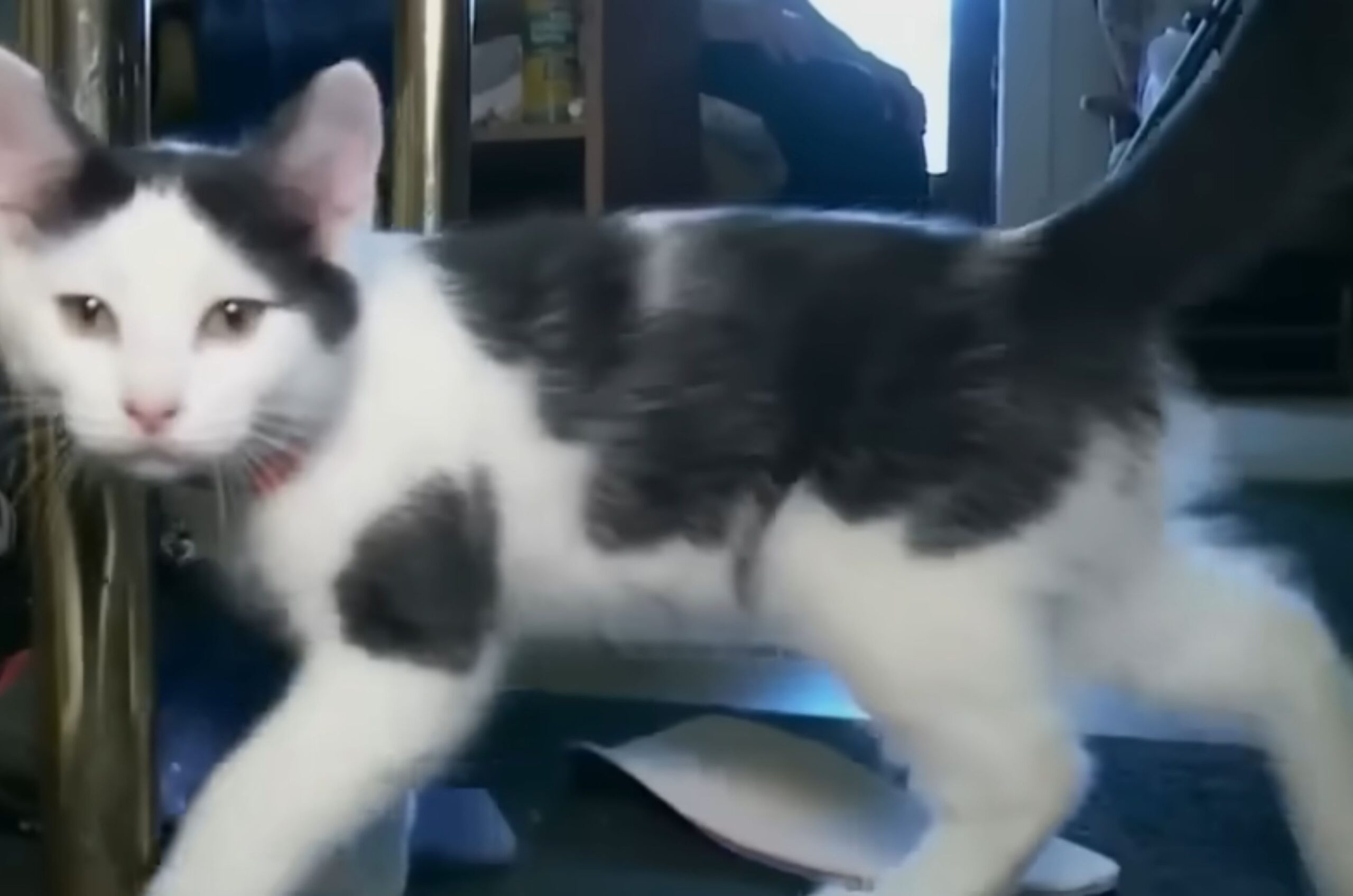 beautiful senior cat