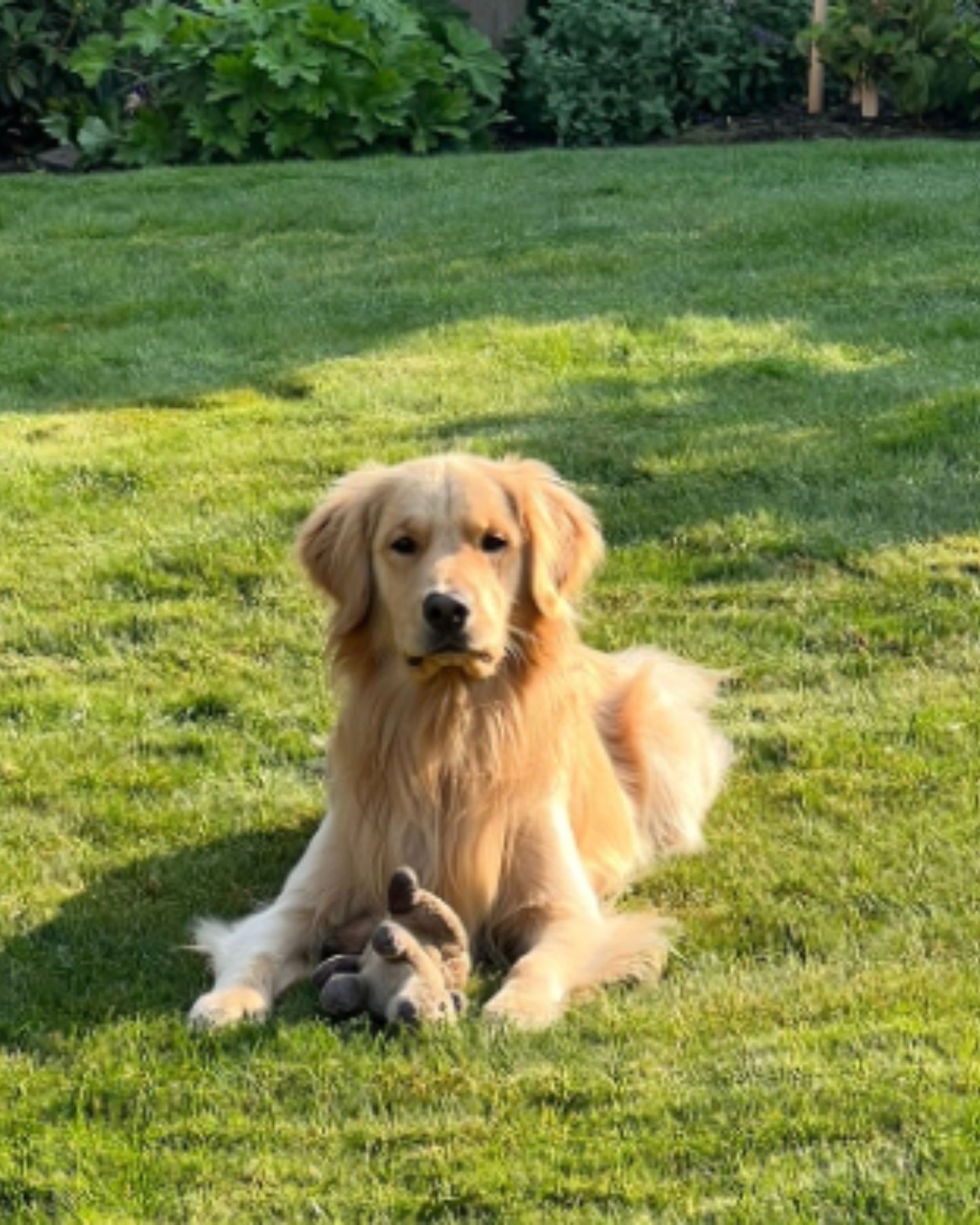 beautiful senior dog on the grass