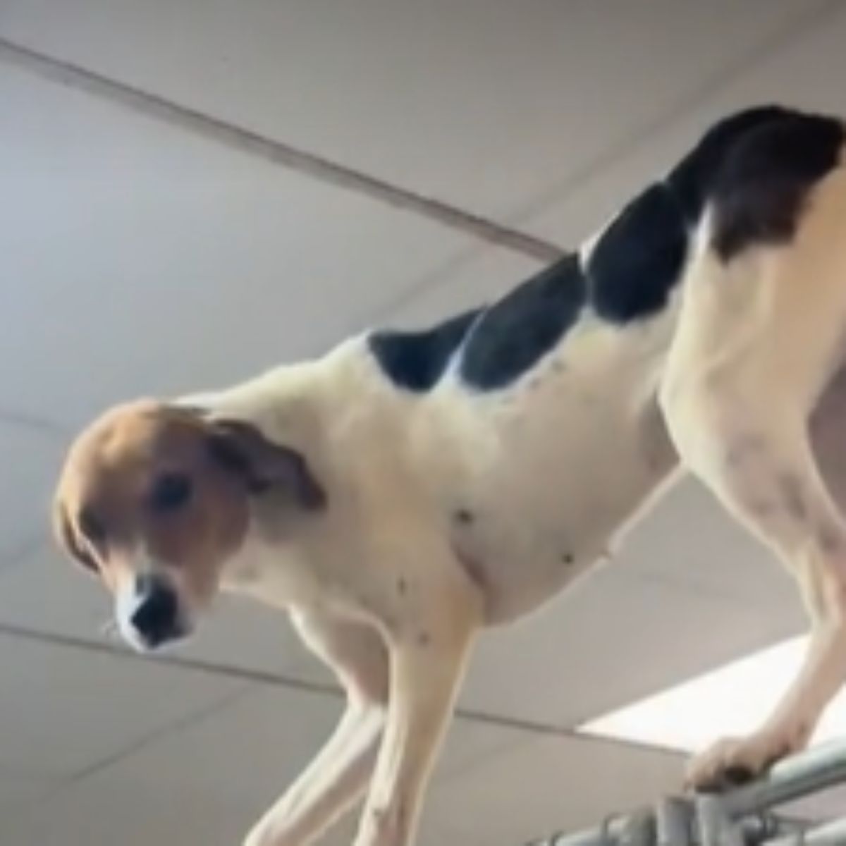 beautiful senior dog