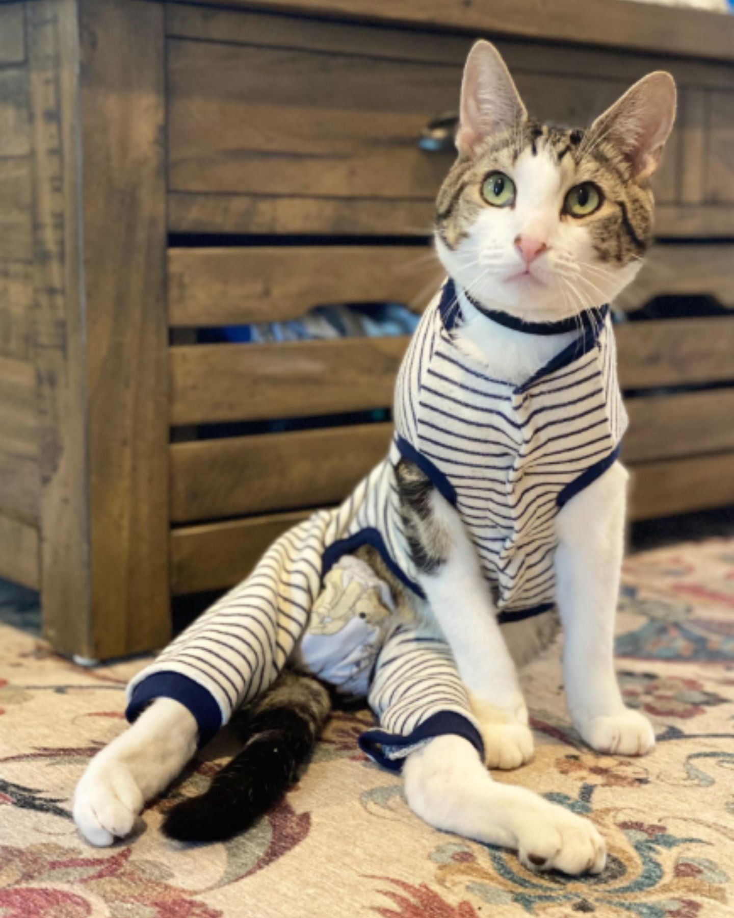 beautiful trained cat