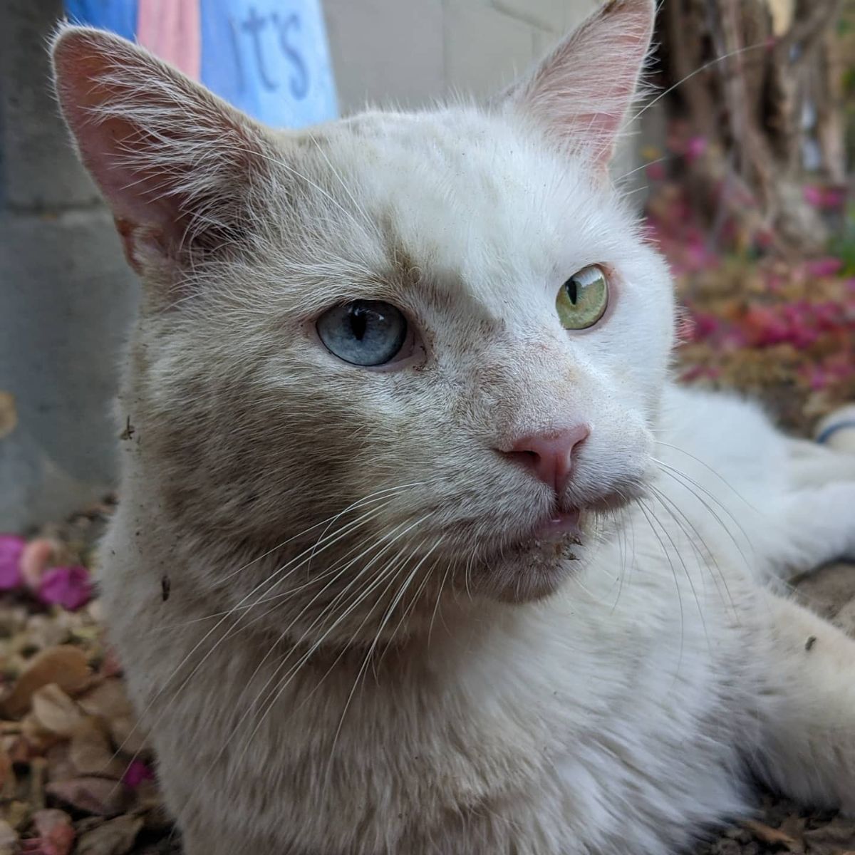 beautiful white cat