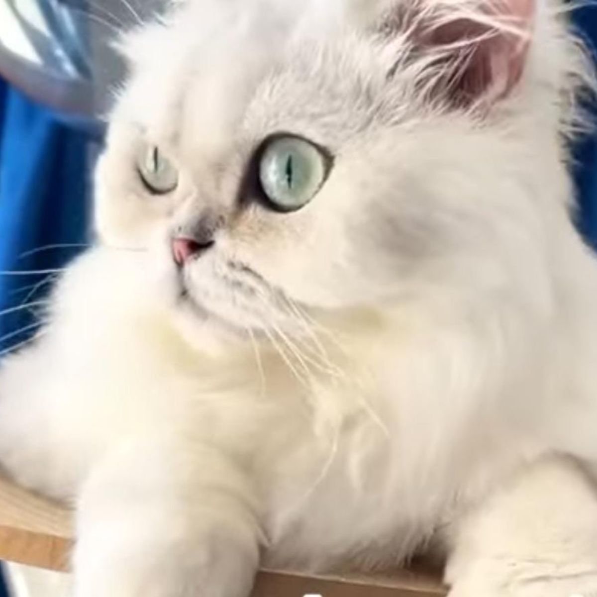 beautiful white cat with blue eyes