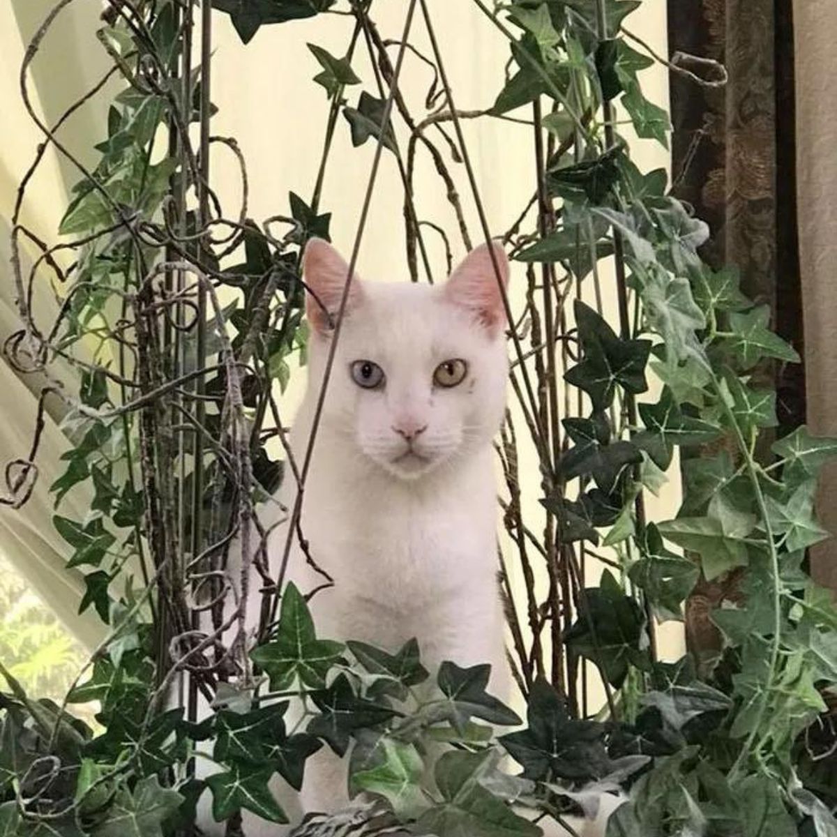 beautiful white cat with different eye colors