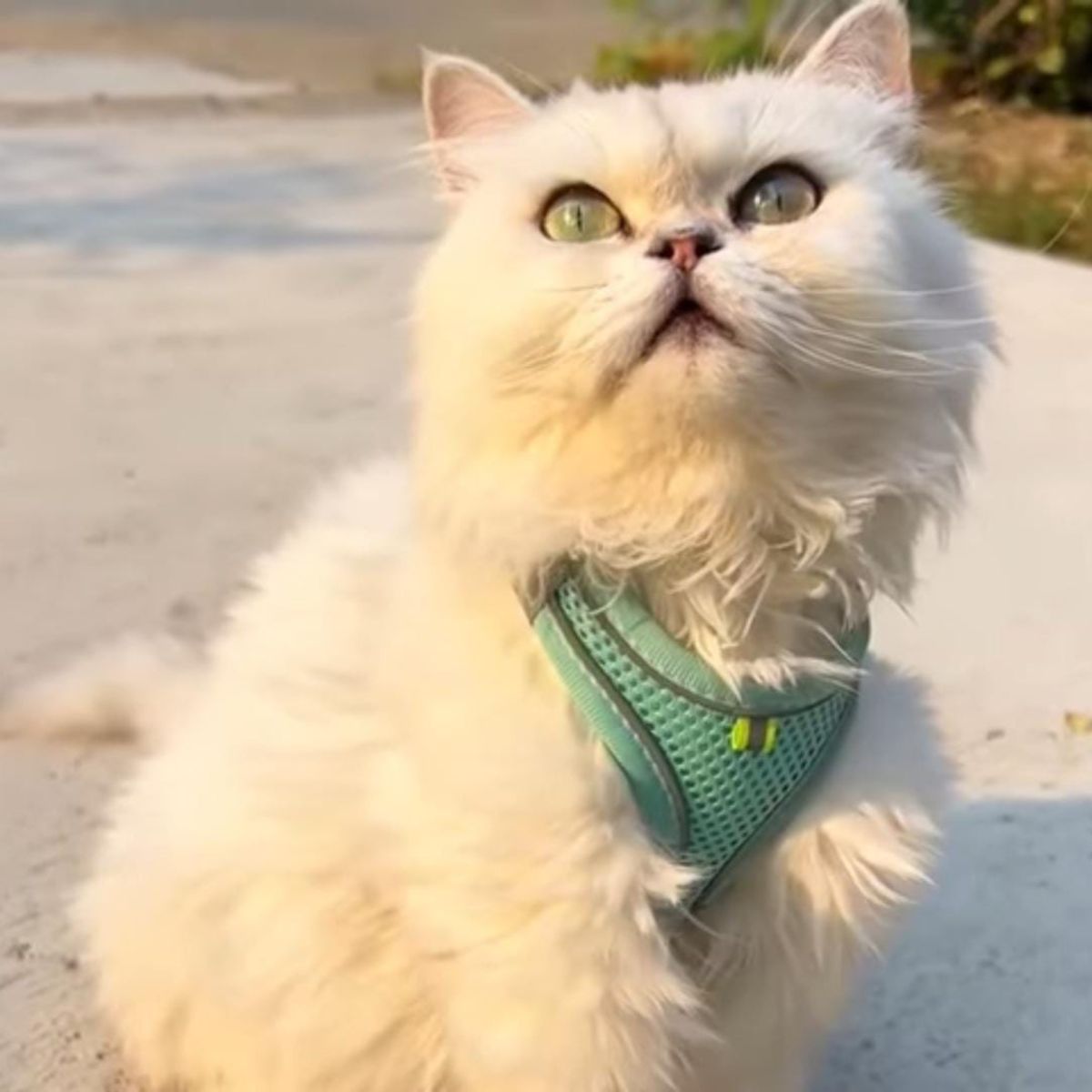 beautiful white tabby cat