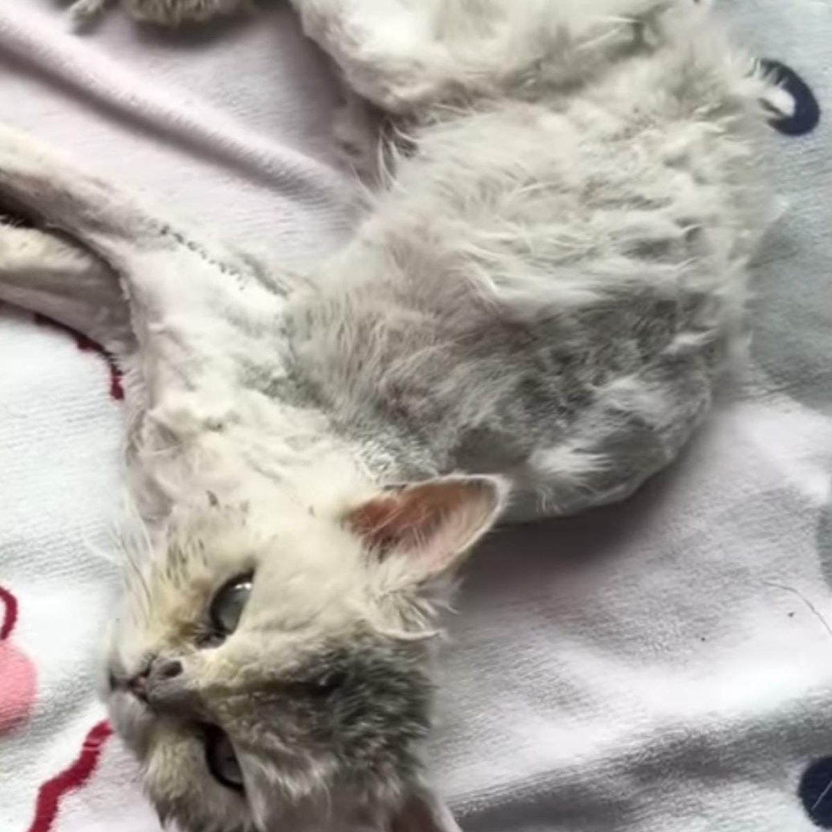 white clipped and bathed cat