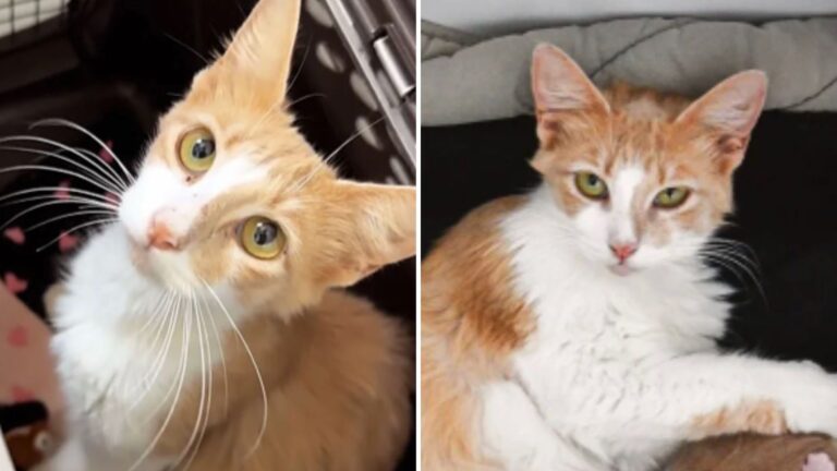 Florida Stray Cat Found Exhausted In A Field Leaves Rescuers Shaken Once They Learn The Truth