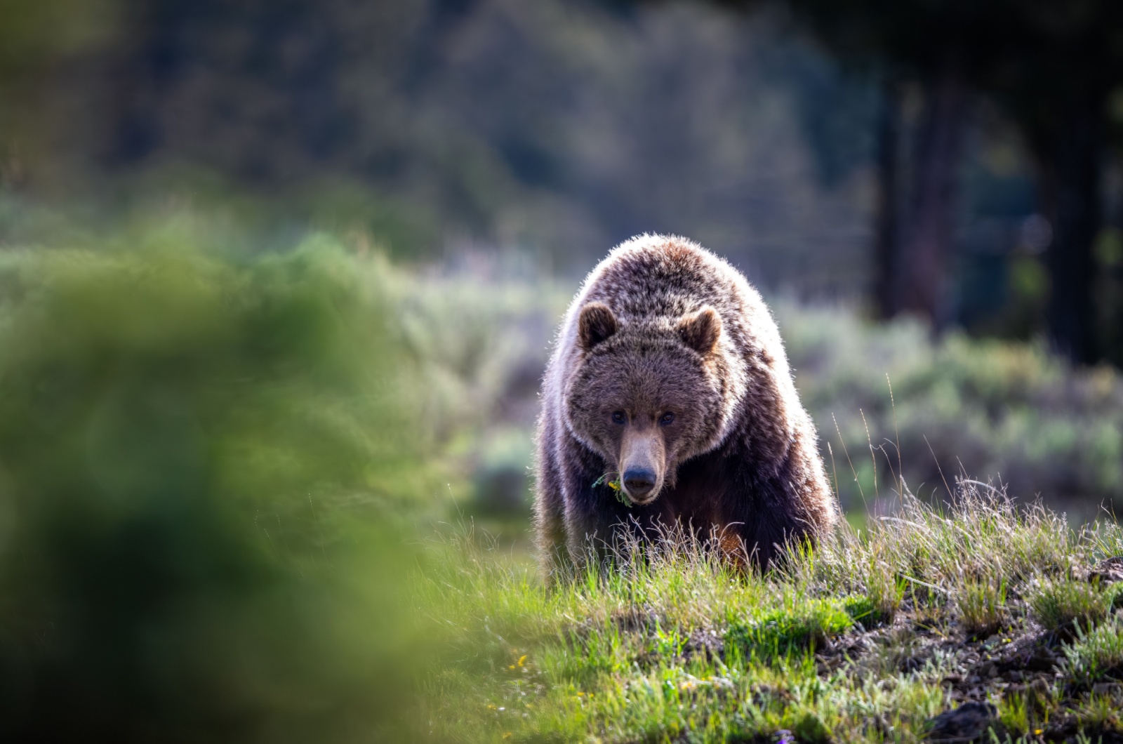 big bear