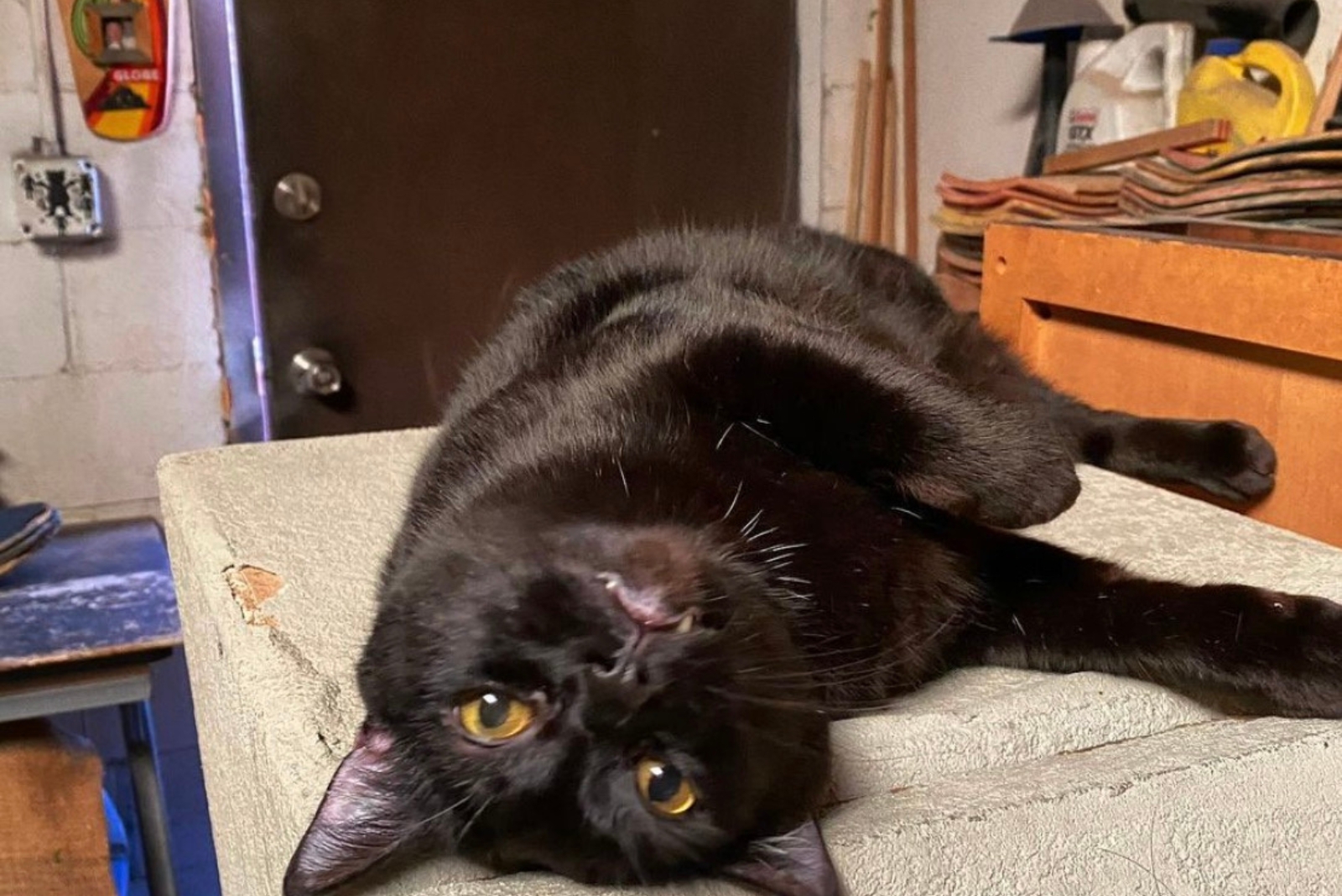 big black cat lying on back