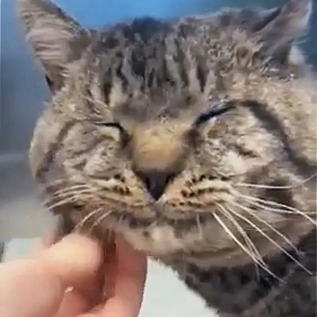 big-cheeked cat cuddles