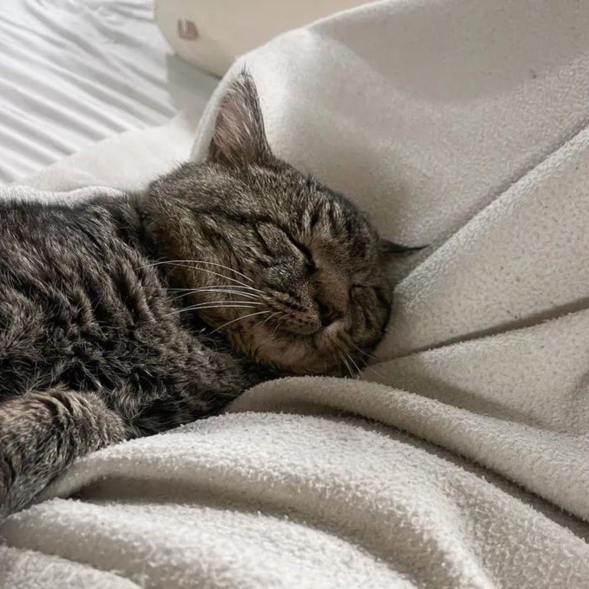 big-cheeked cat is lying down