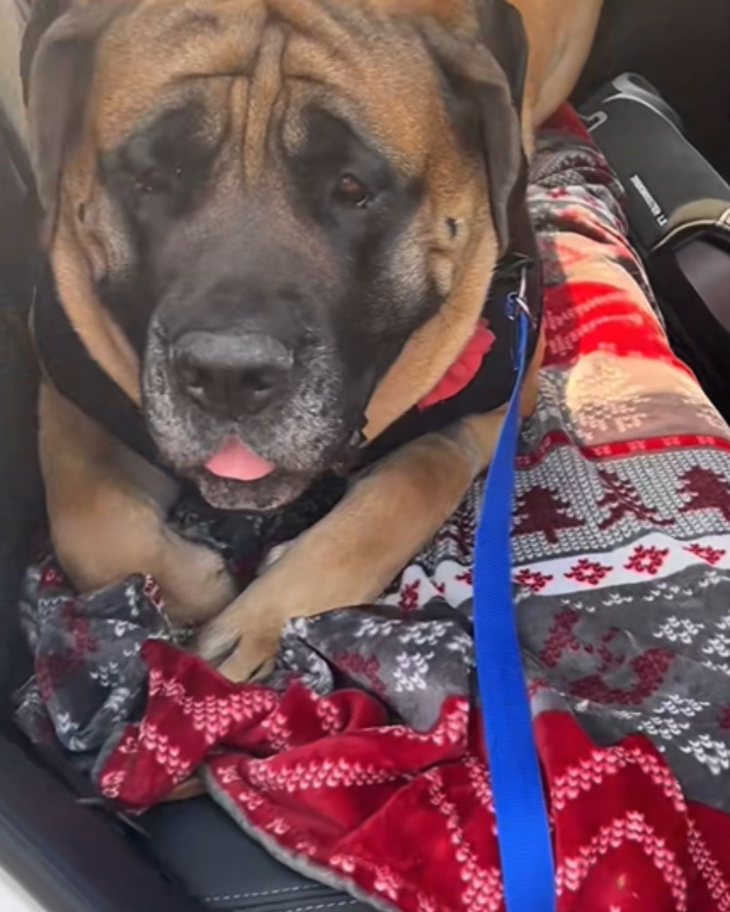 big dog in the car