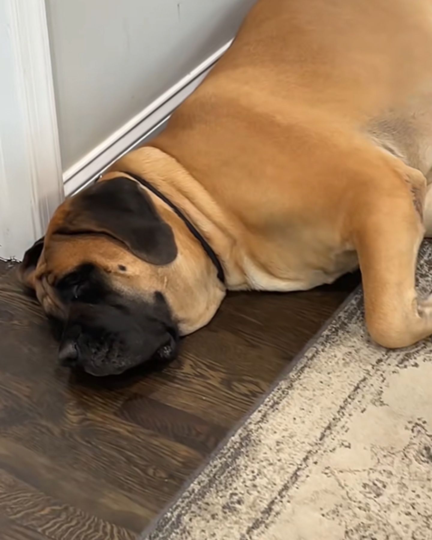 big dog is lying down