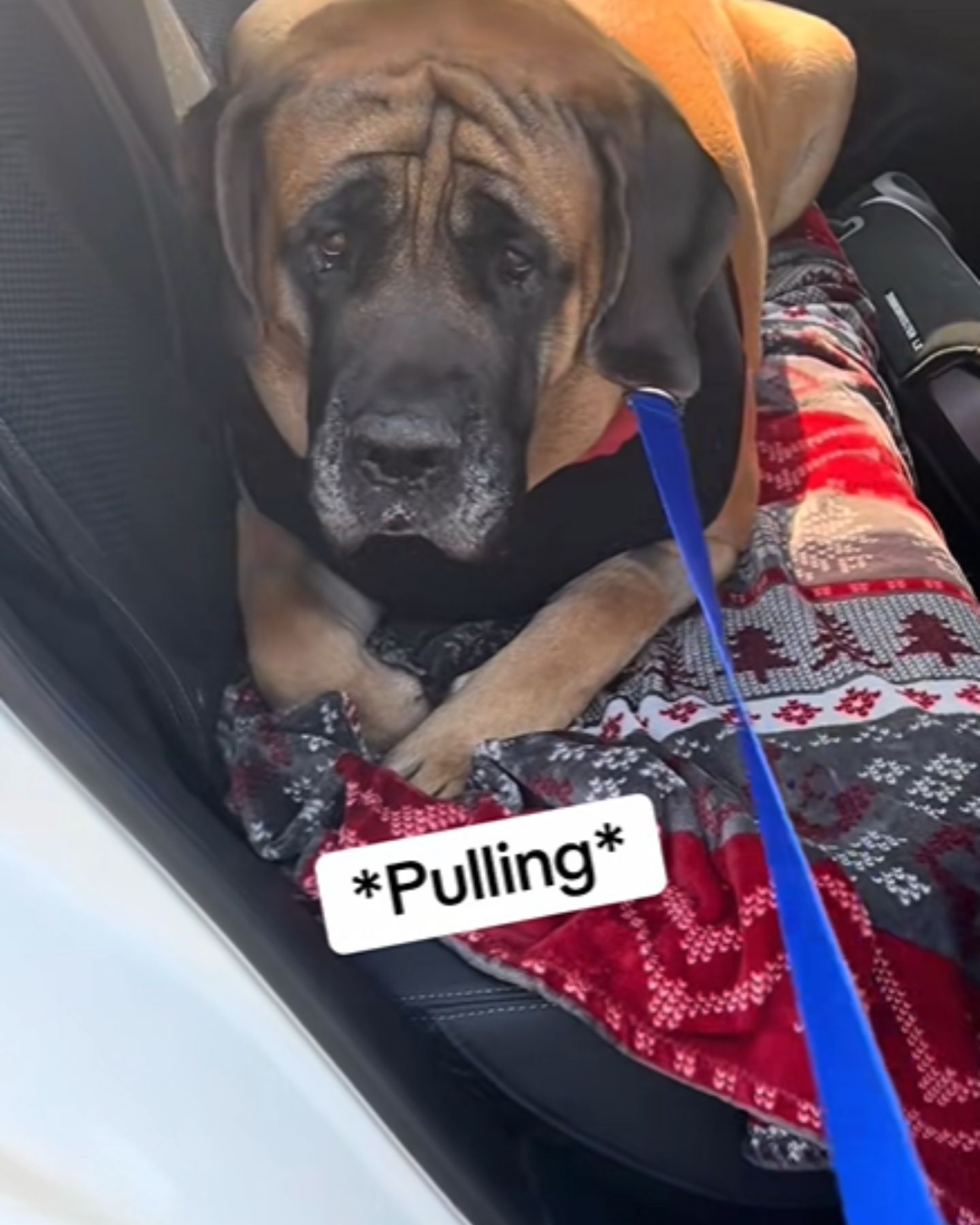 big dog with a sad face in the car