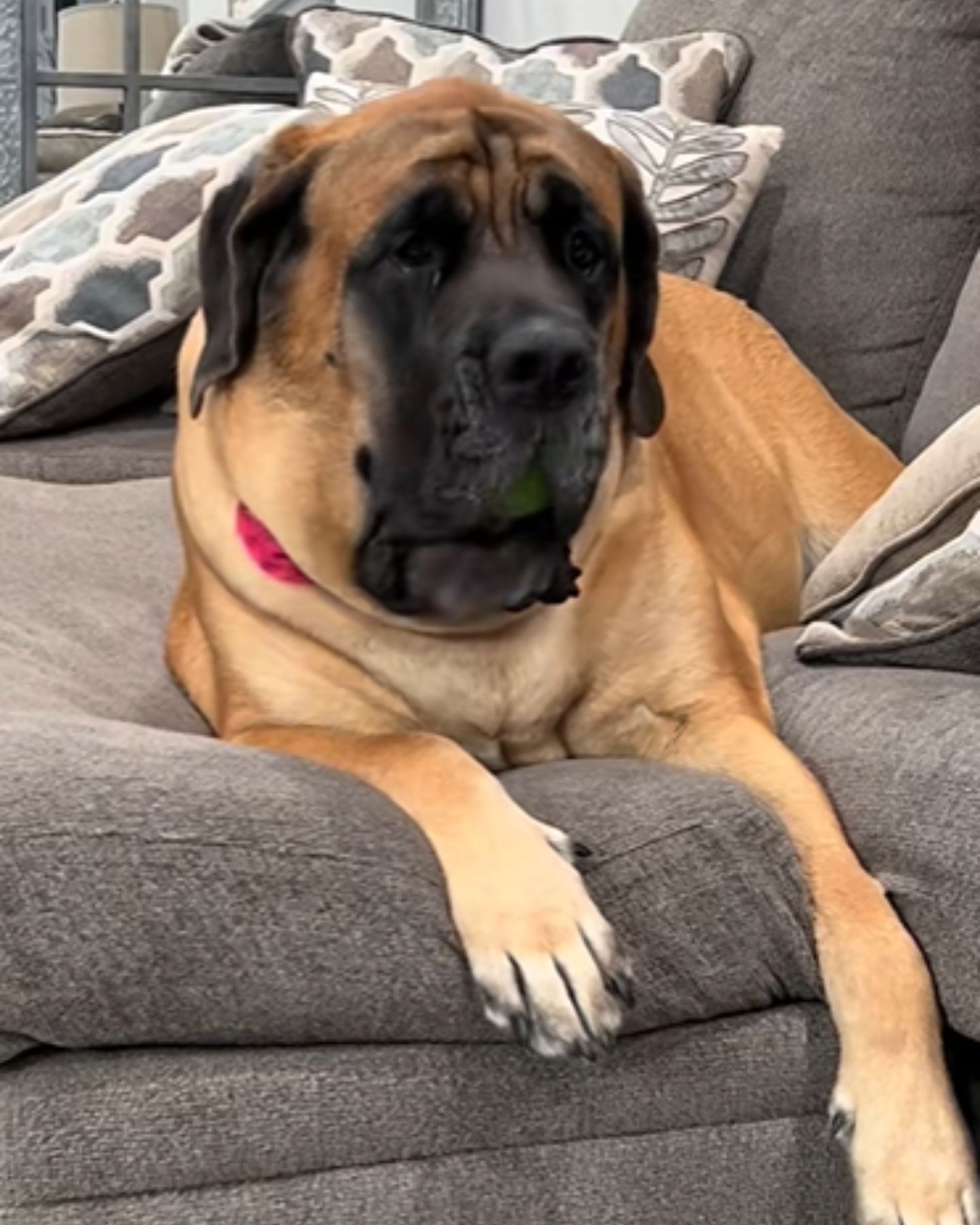 big dog with a sad face