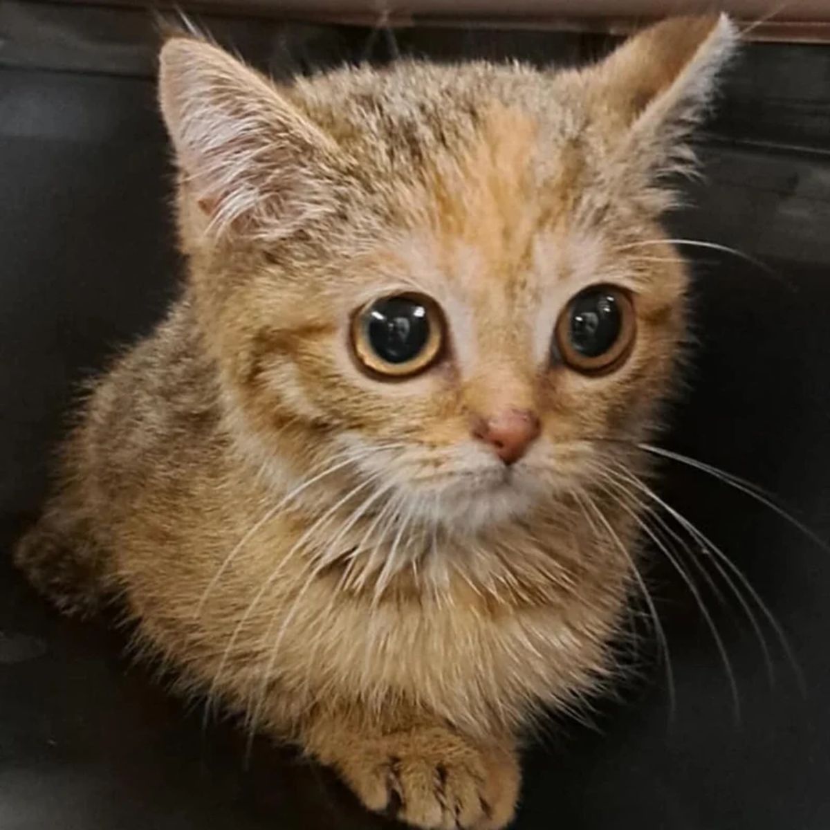 big eyed cat