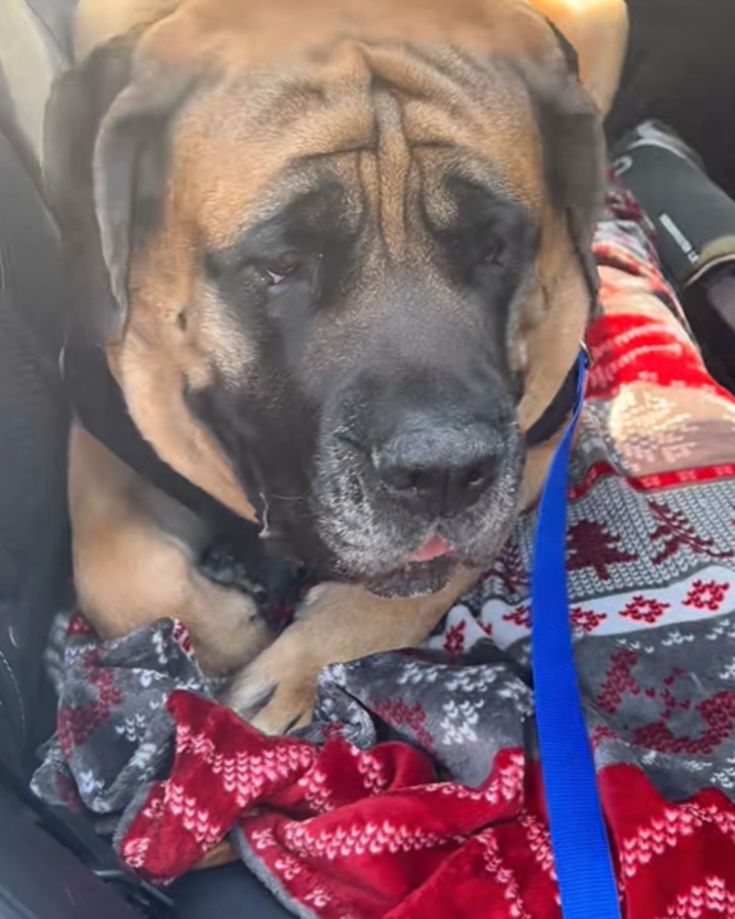 big sad dog in the car