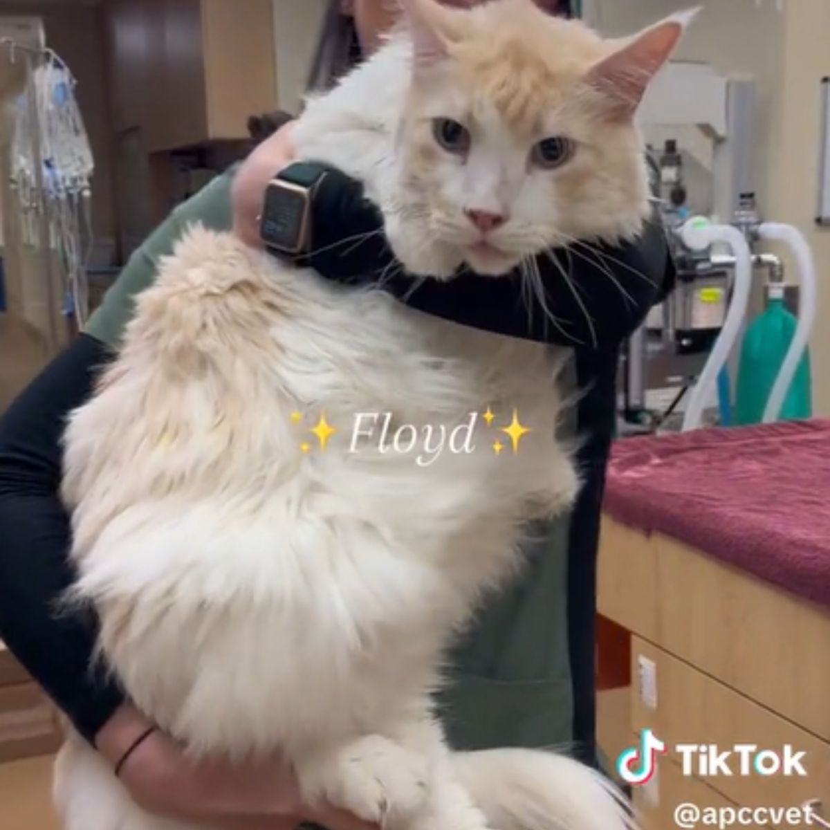 big white cat