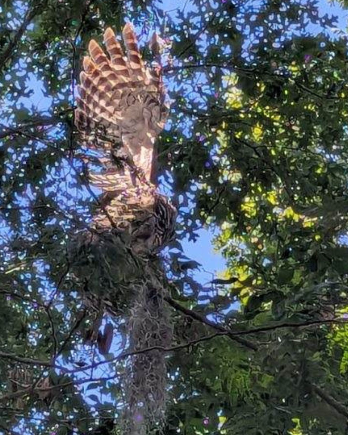 bird is hanging