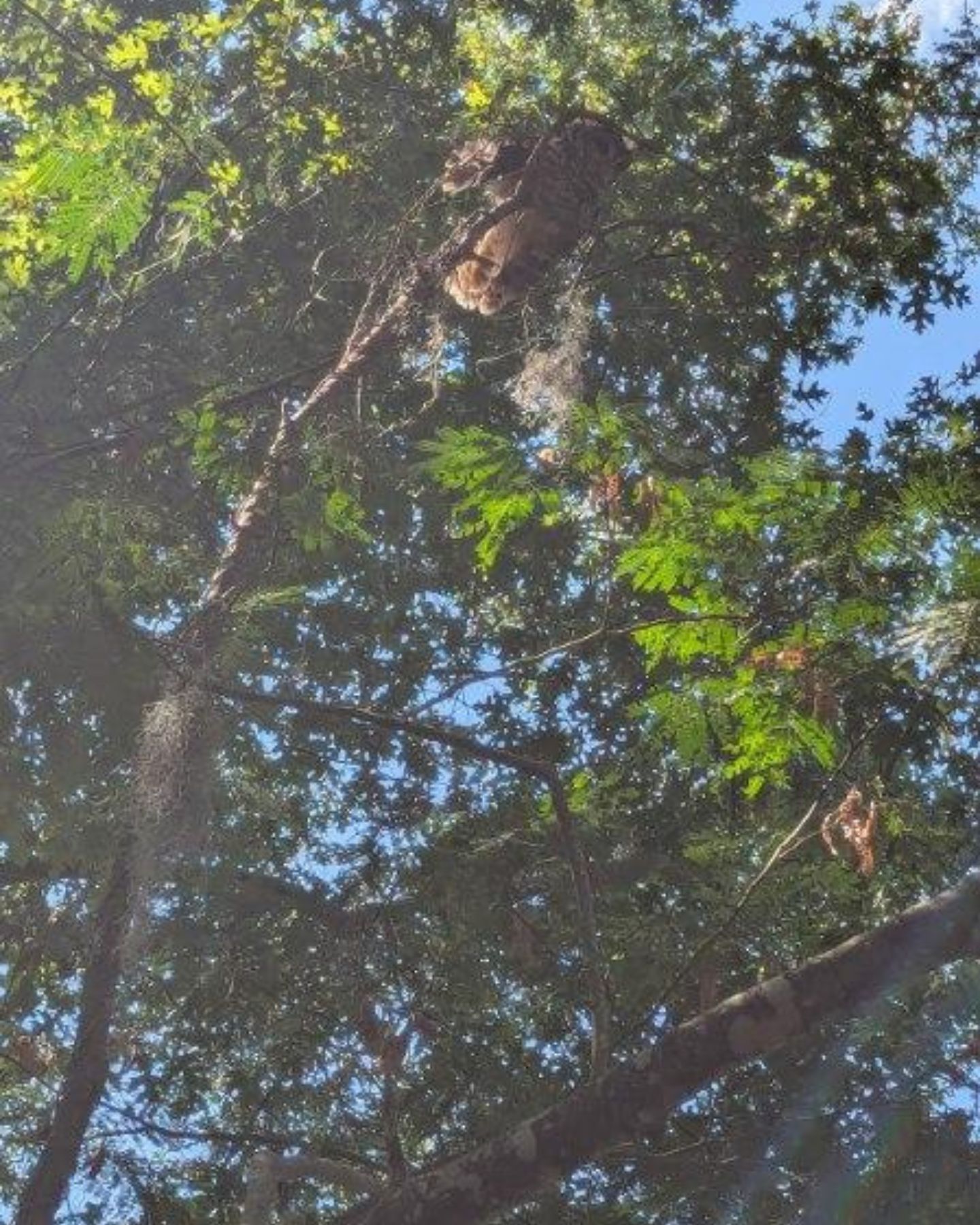 bird on a tree