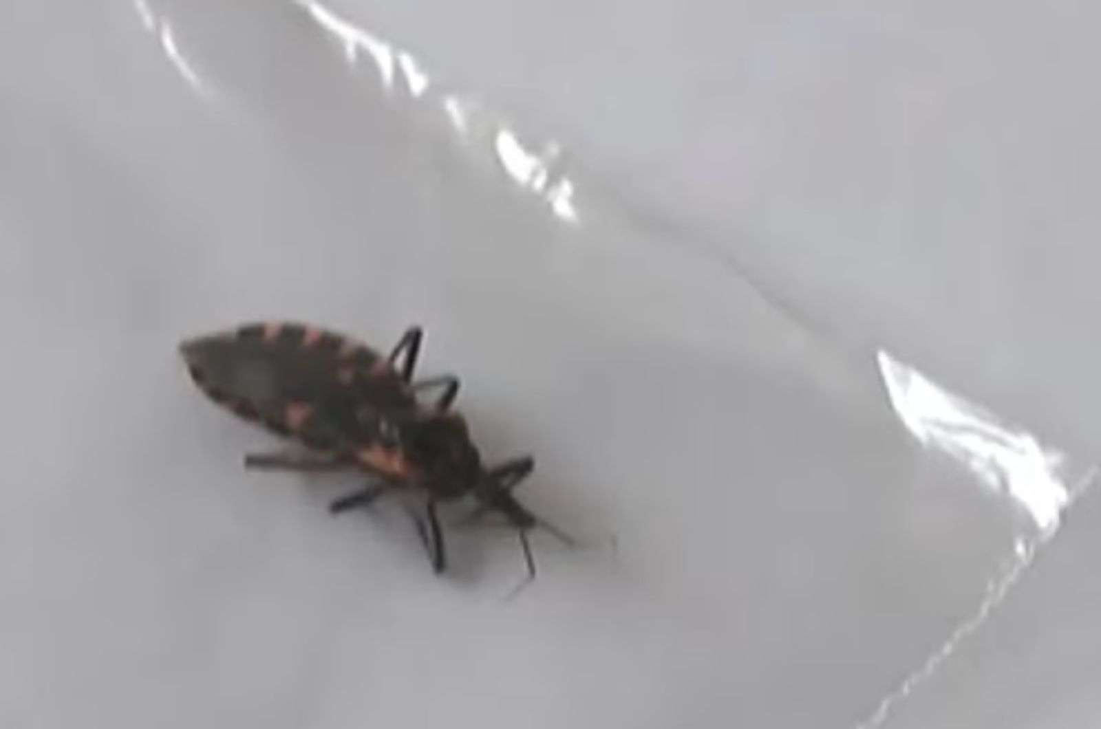 black Kissing Bug