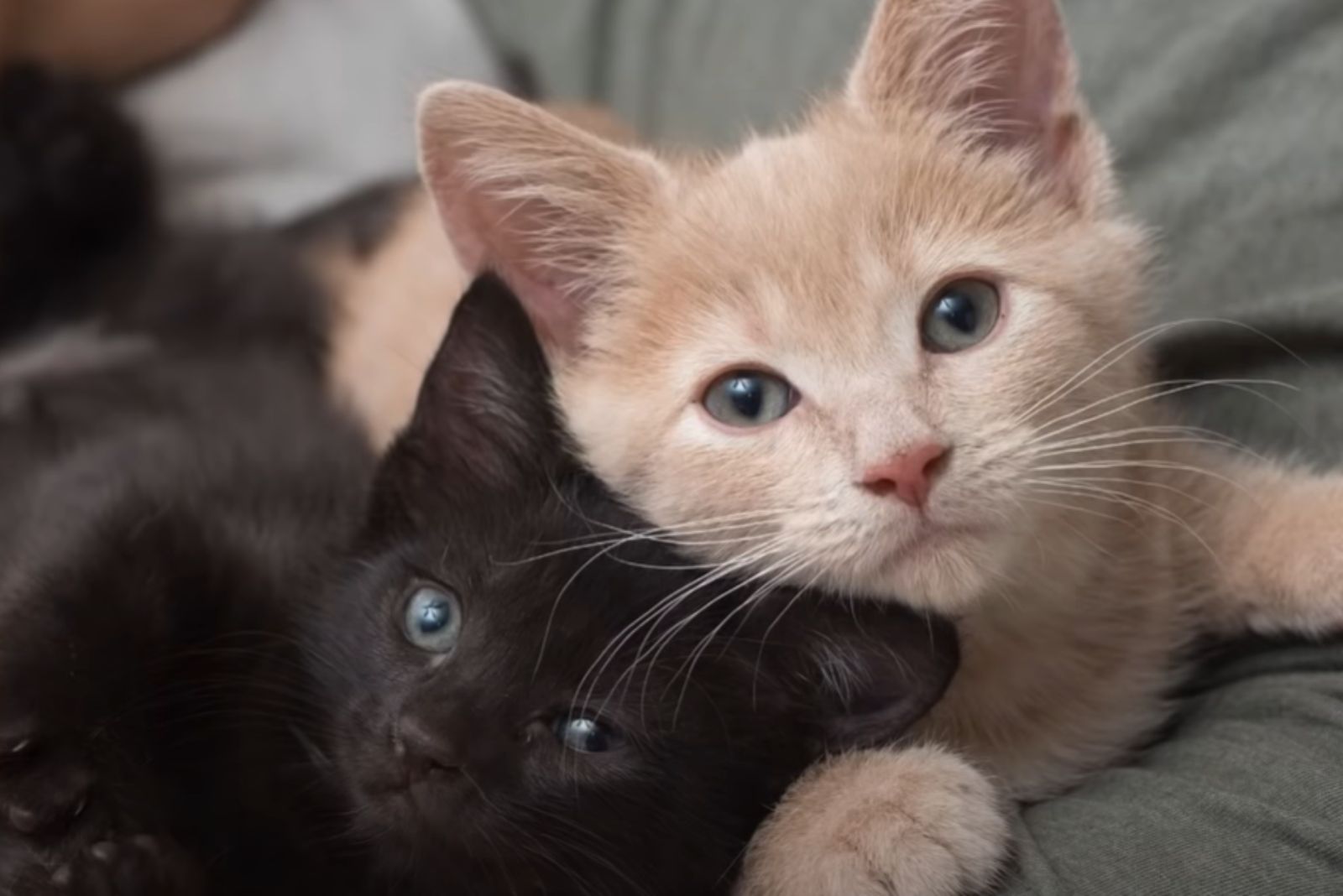 black and cream kitten
