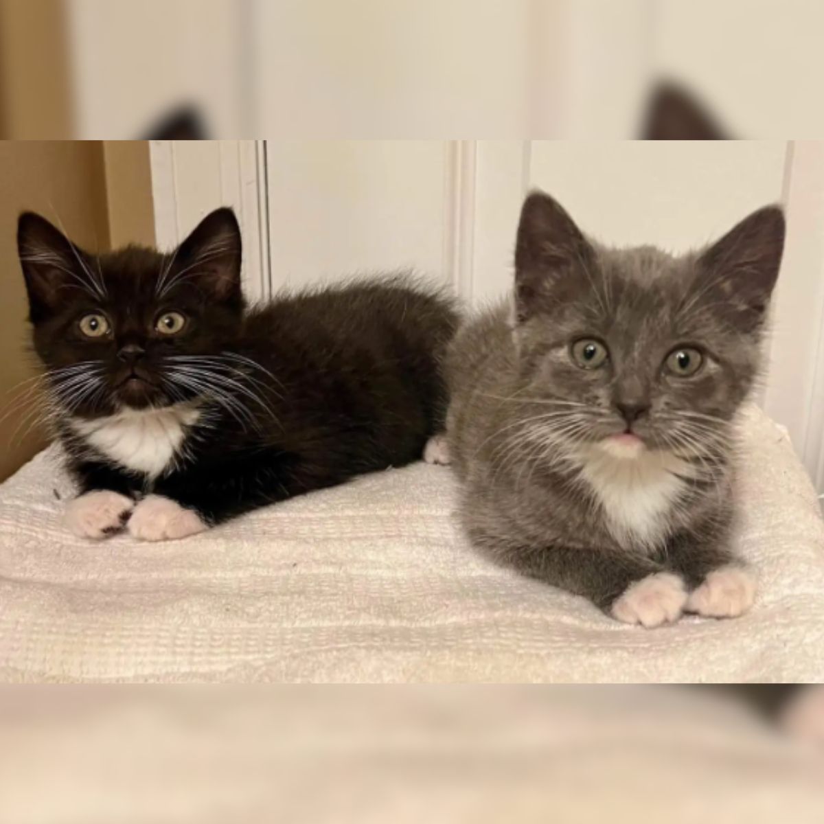 black and gray kittens