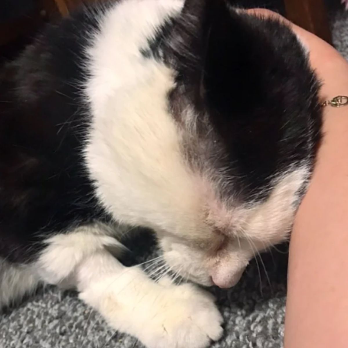 black and white cat cuddling