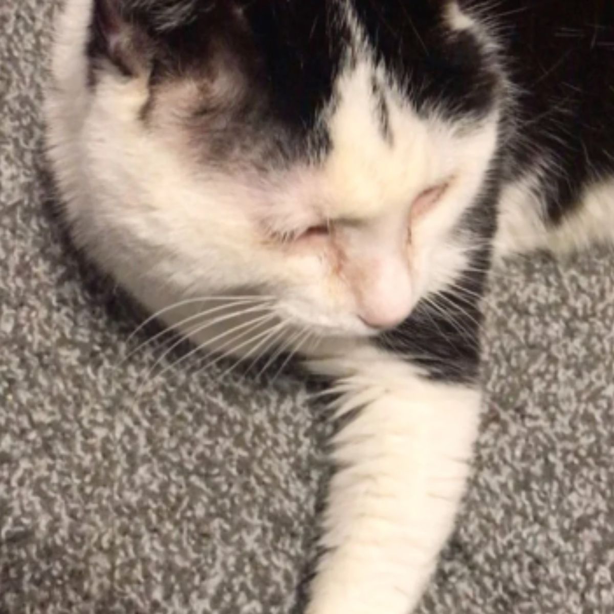 black and white cat lying down